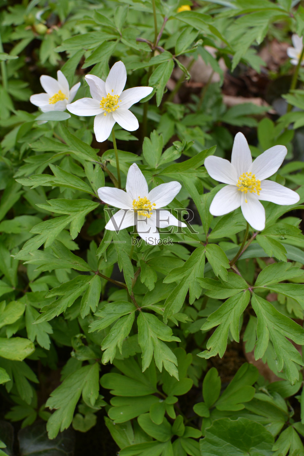 在野外开花的是早春多年生植物海葵照片摄影图片