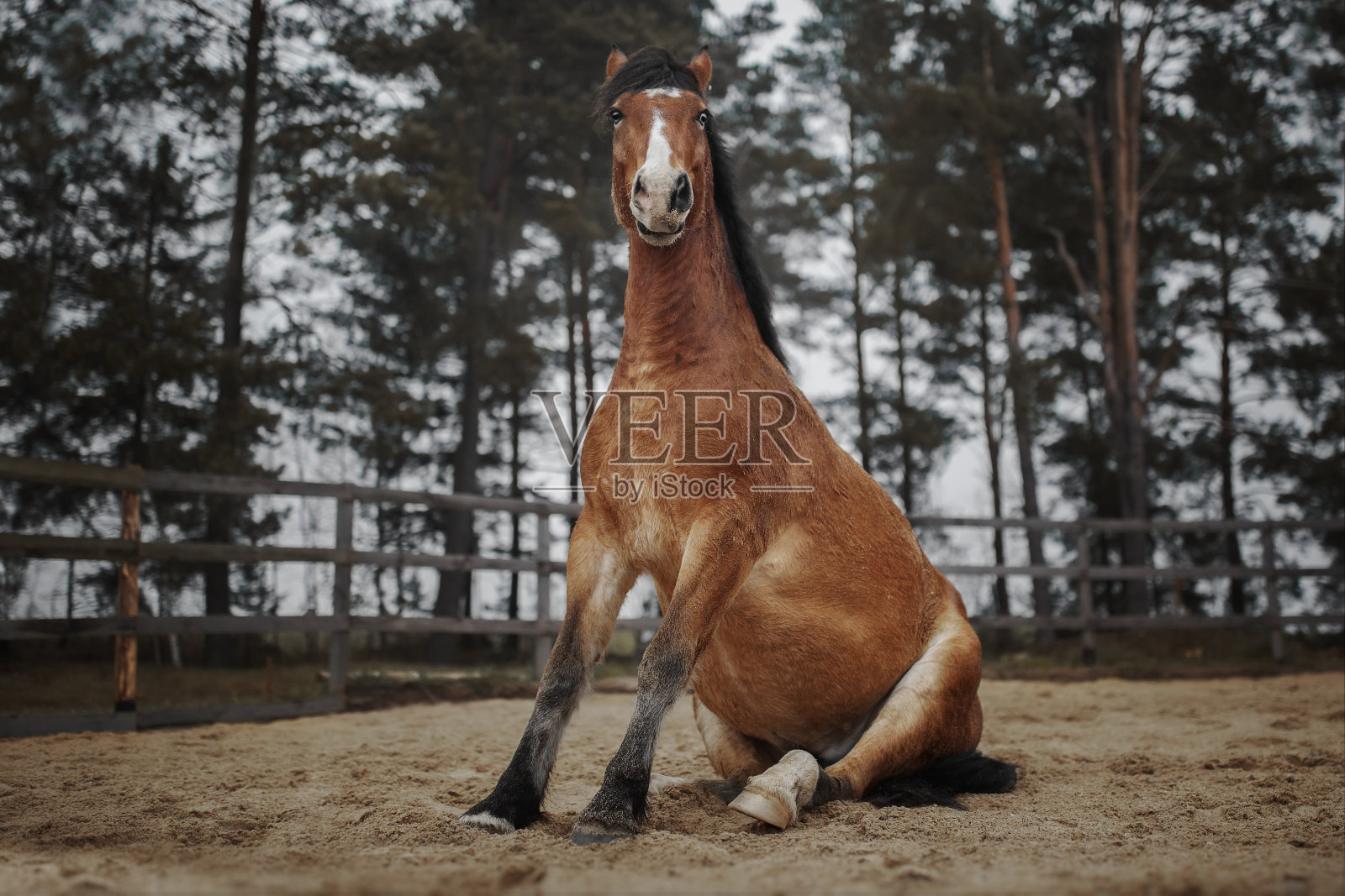 海湾马坐在沙滩上照片摄影图片