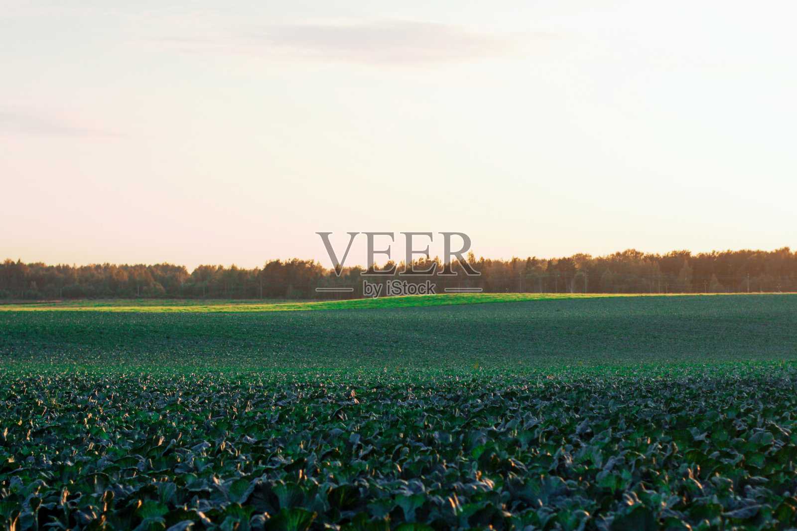 收获季节的园艺和农业活动。成排的卷心菜照片摄影图片