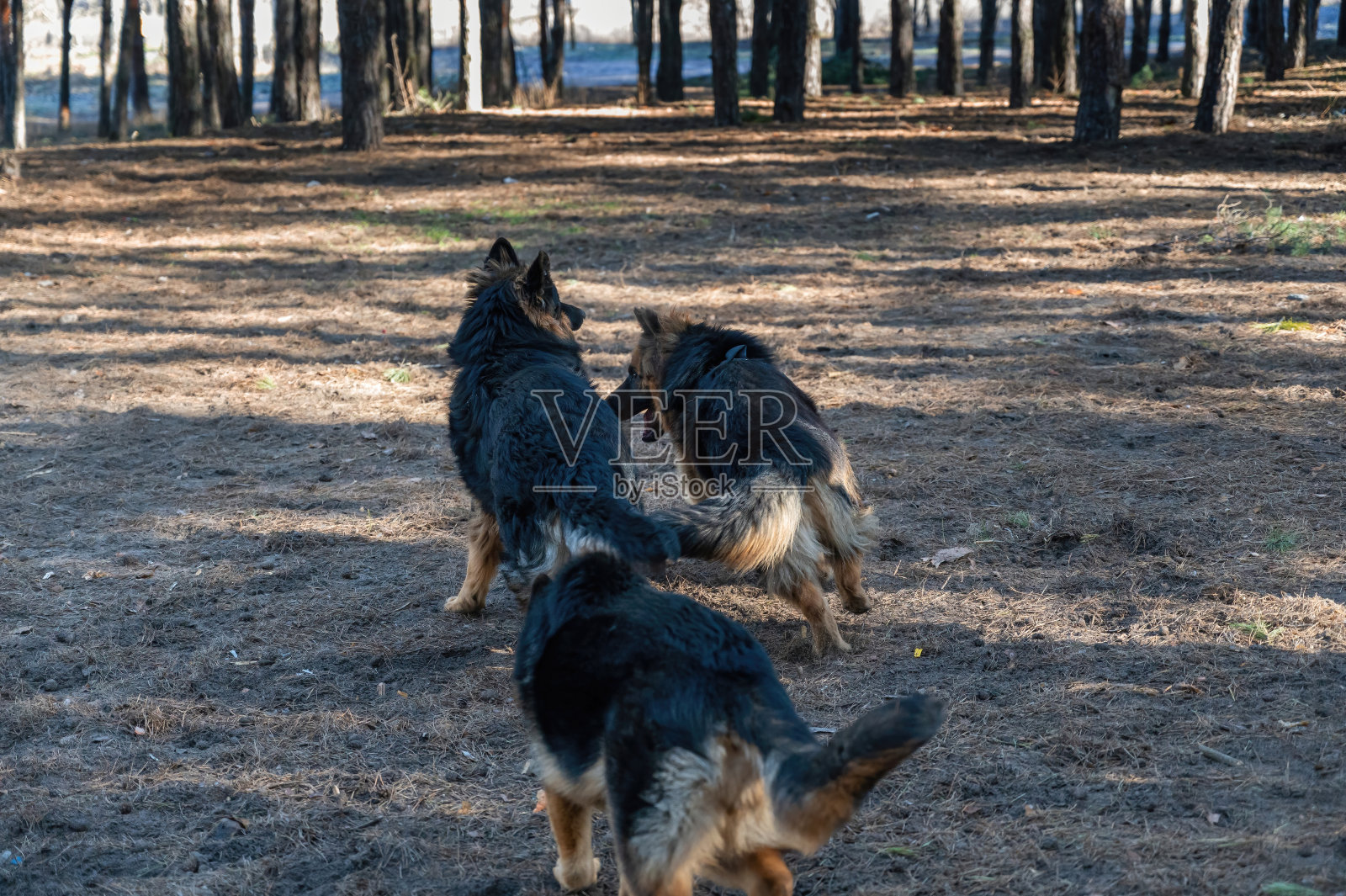 三只小狗在松林里嬉戏。一只雄性和一只雌性德国牧羊犬玩耍、追逐、嗅闻、奔跑和研究对方。没有皮带。动物的社会化。运动模糊。照片摄影图片