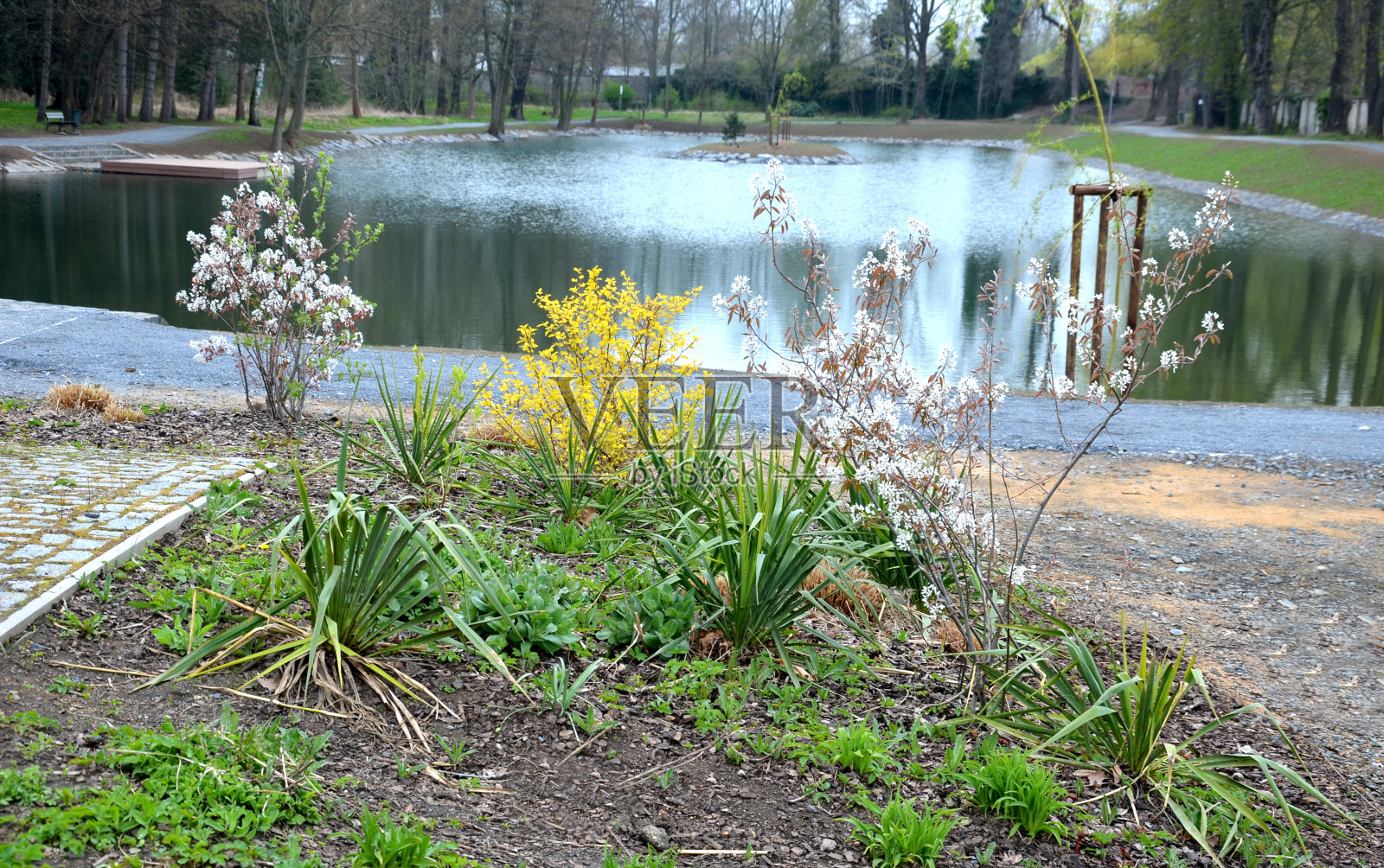 这种明亮的黄色融解物形成了一种高大的、腐烂的灌木，有着强烈的悬垂枝条。基本枝直立发展，一年生枝略有毛。树皮黄绿叶照片摄影图片