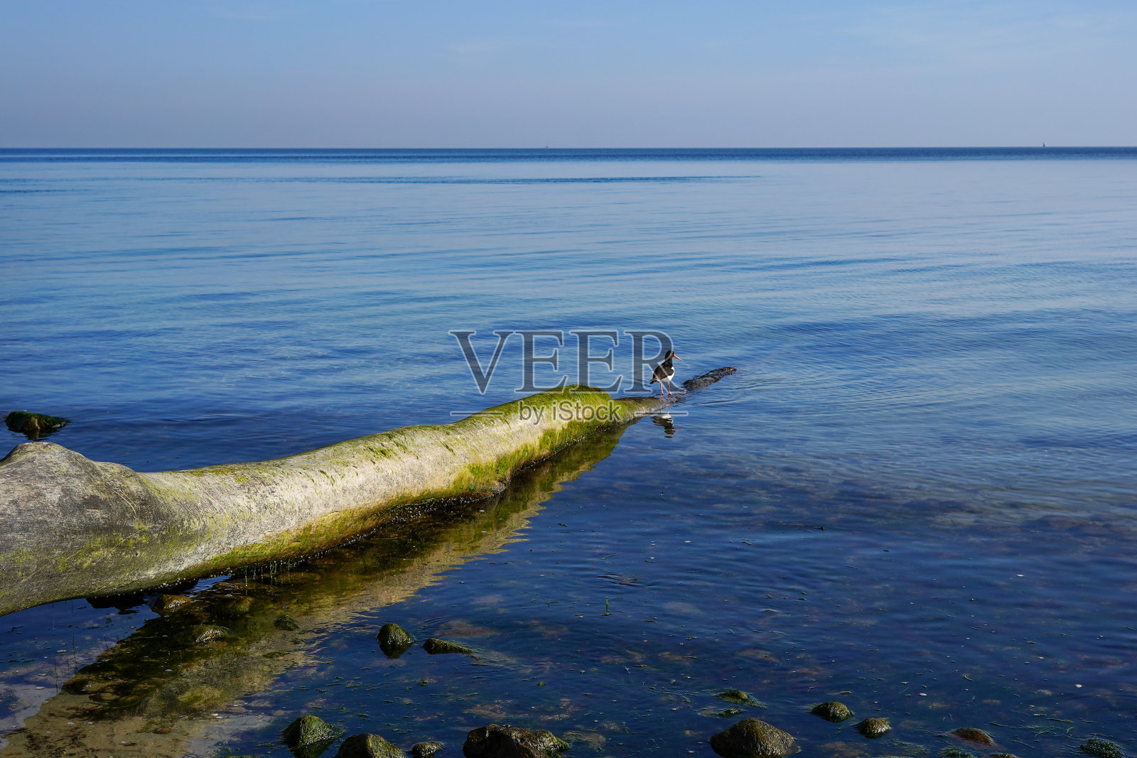 在树桩上捕捉牡蛎的欧亚鸟照片摄影图片