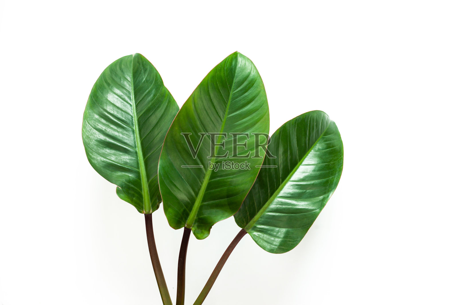 美丽的热带叶孤立在白色背景。照片摄影图片