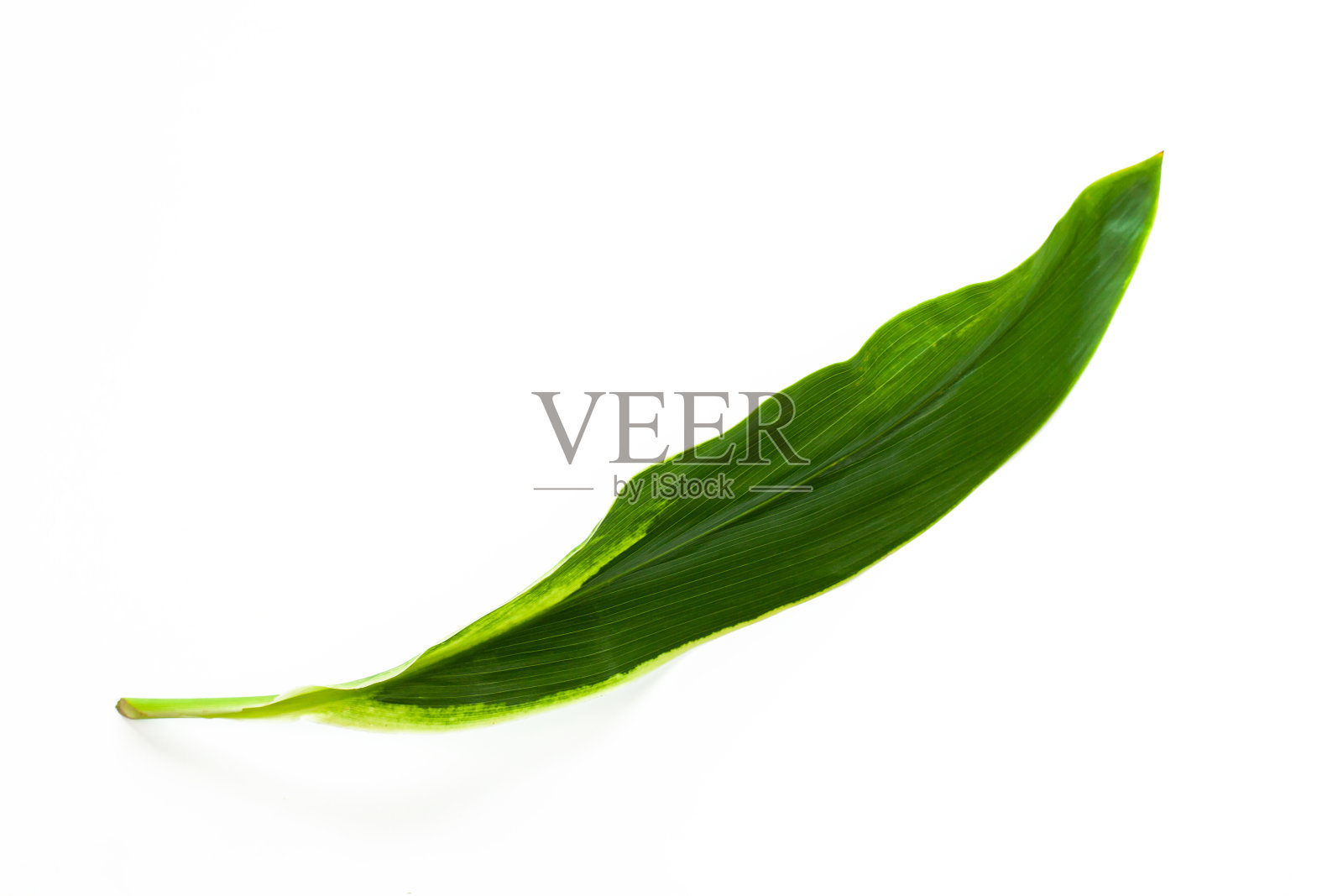 美丽的热带叶孤立在白色背景。照片摄影图片