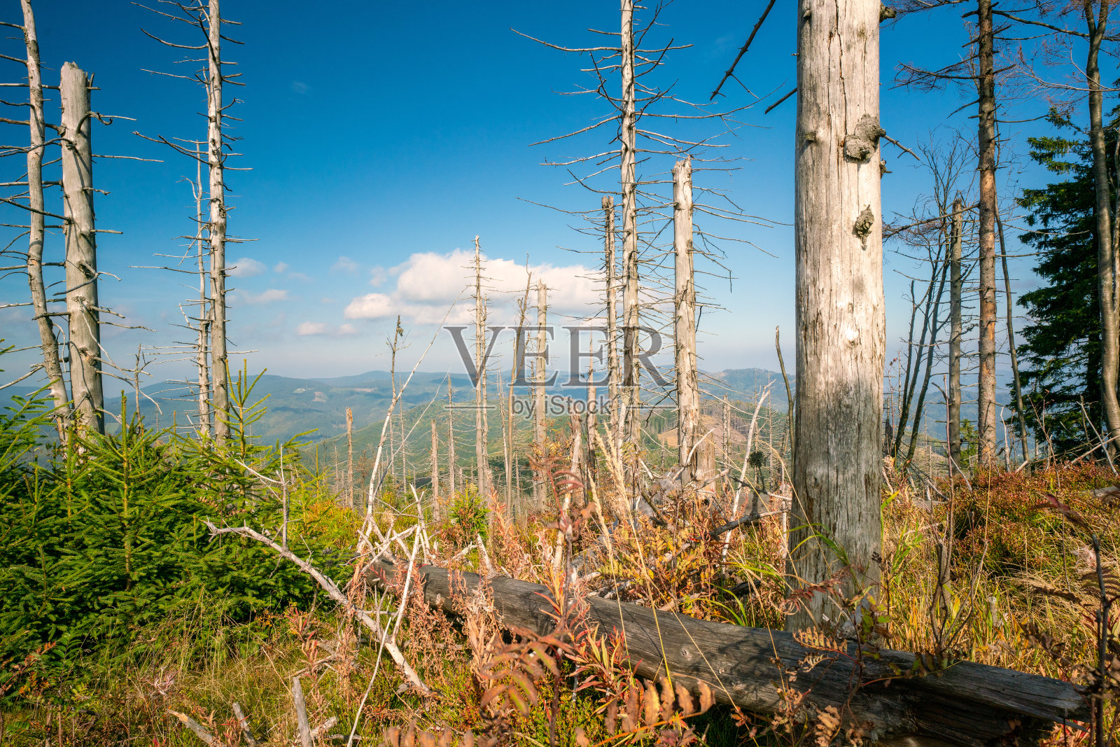 捷克共和国贝斯基德山脉喀尔巴阡山脉古老森林中的枯树，这是一个阳光明媚的夏日。生态学的概念。气候变化的概念。照片摄影图片