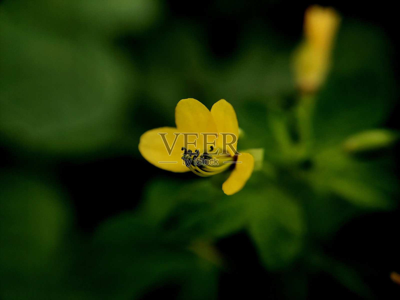 美丽的小黄花照片摄影图片