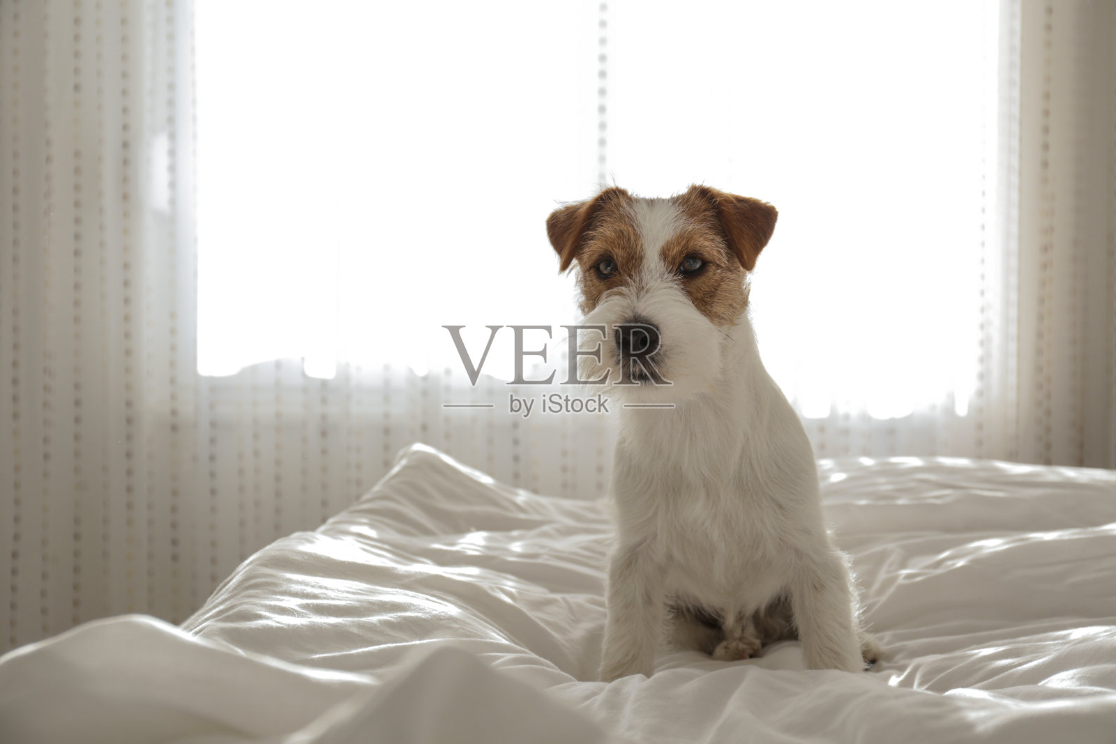 家里的小狗。照片摄影图片