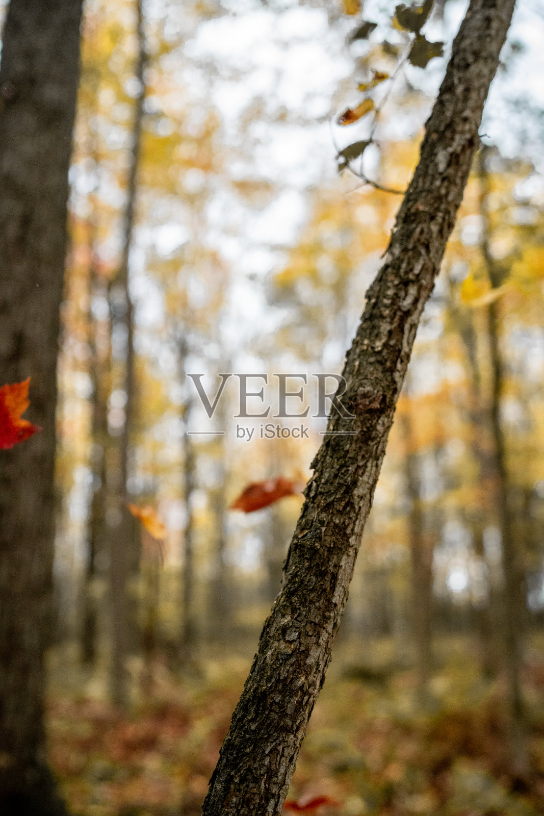 五彩缤纷的秋叶落在地上照片摄影图片