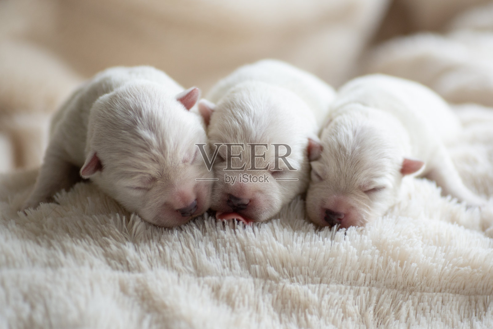 新生的小狗西高地白梗在白色毯子上。照片摄影图片