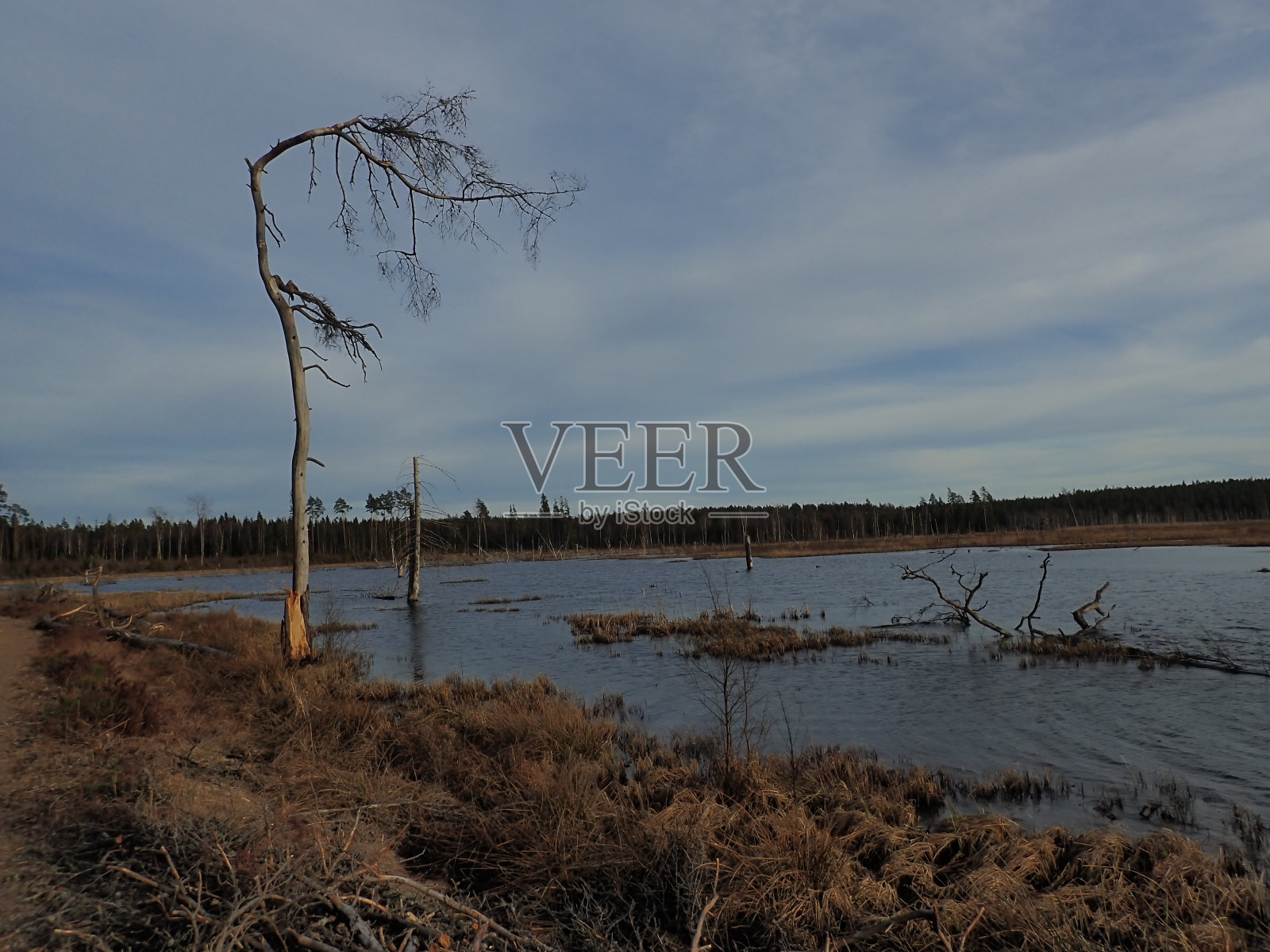 湖边的老树照片摄影图片