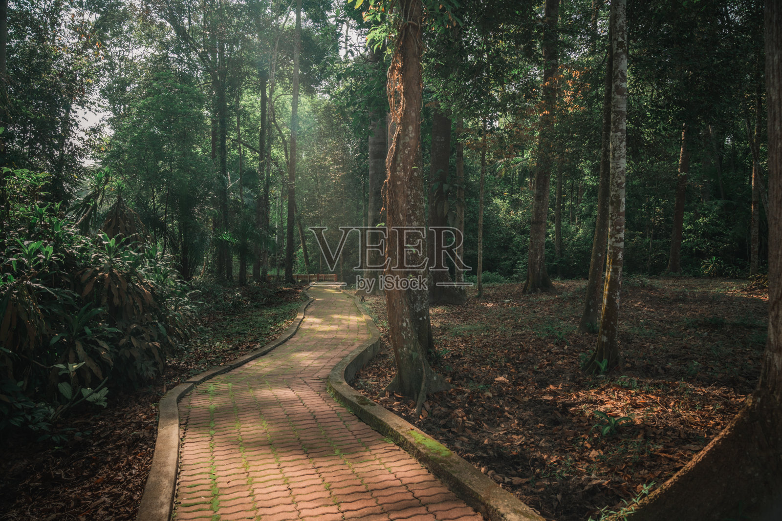 森林木板路照片摄影图片