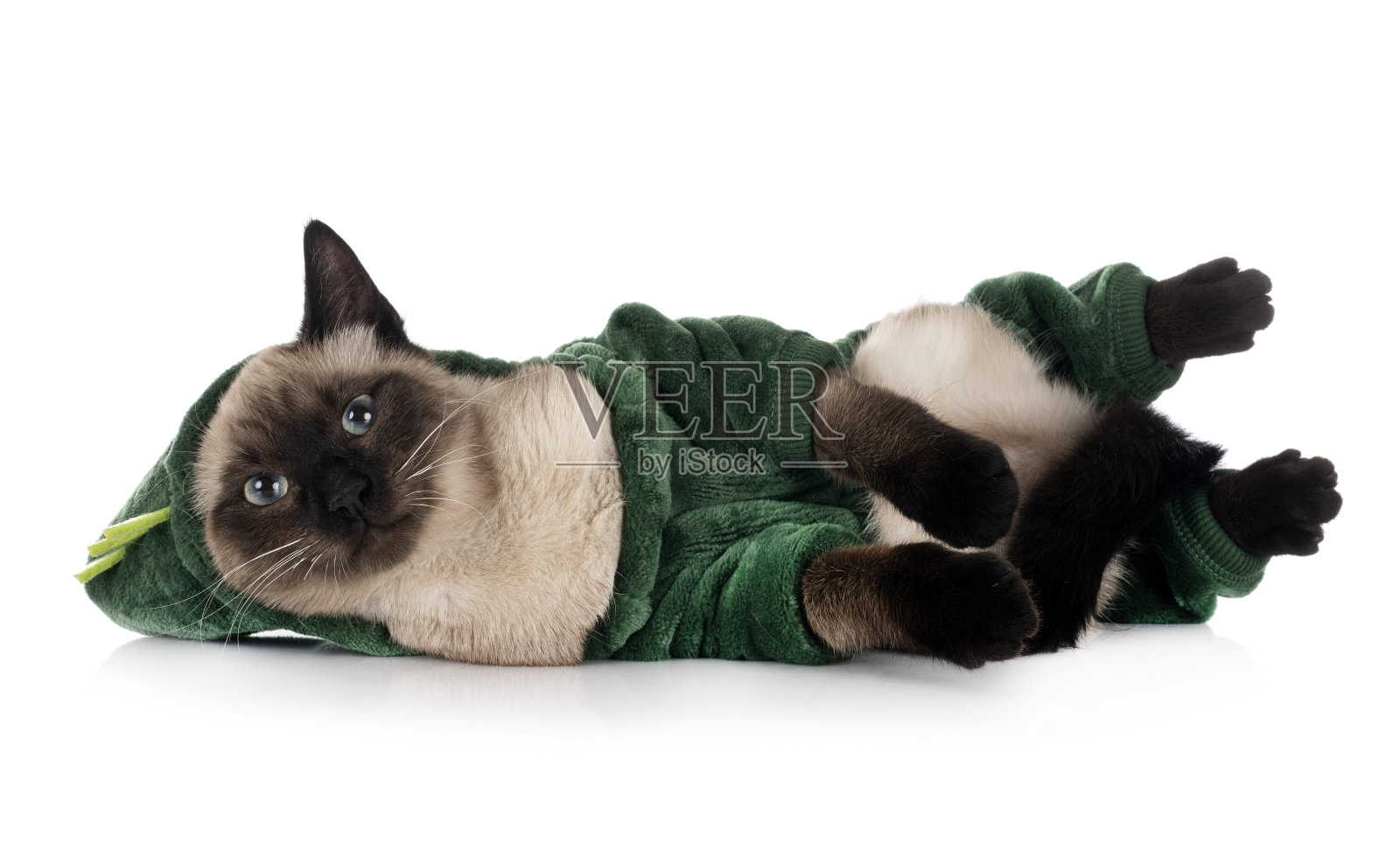 工作室里的暹罗猫照片摄影图片