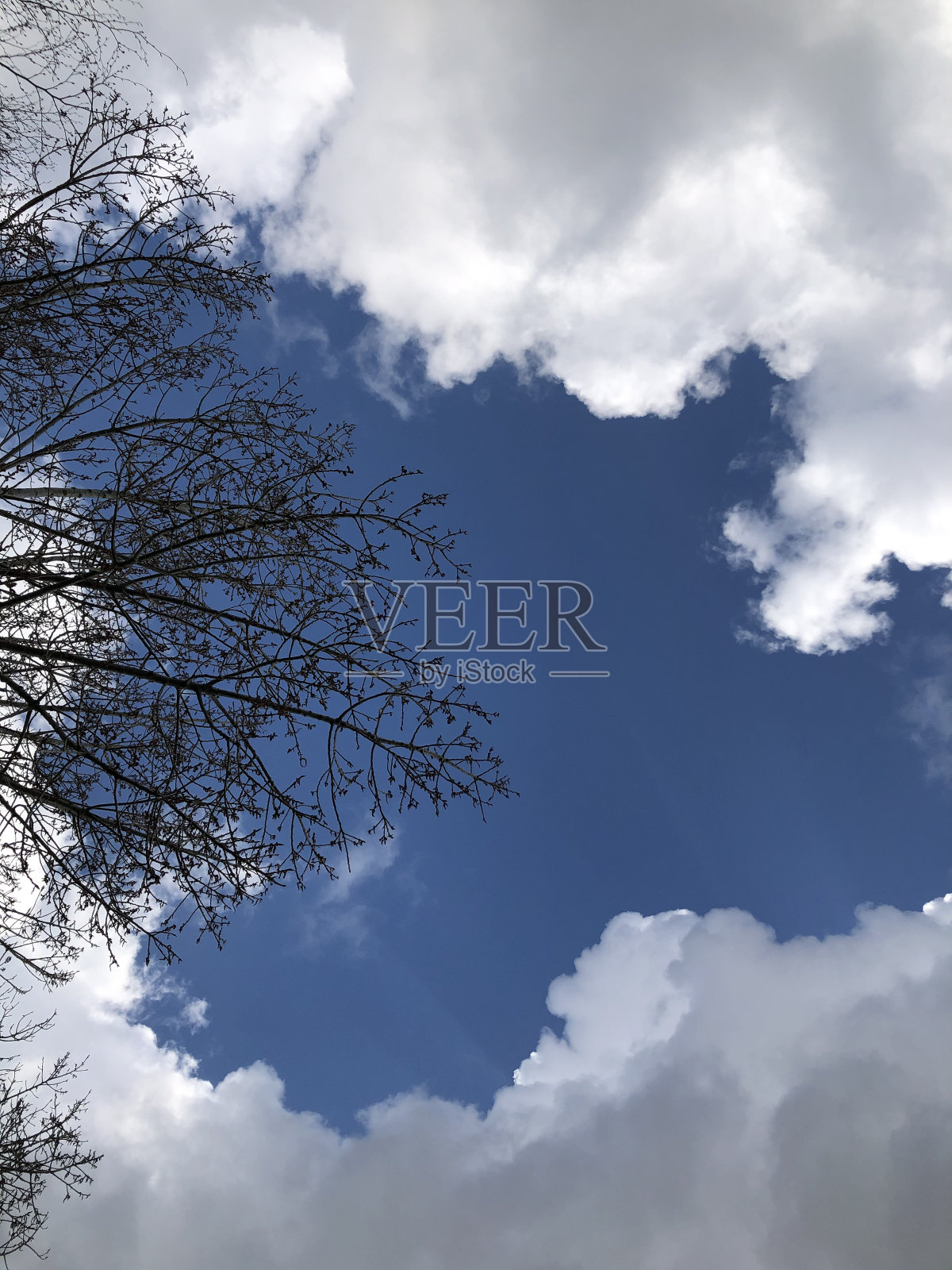 白杨(杨树)-树枝，嫩枝和花/柳絮照片摄影图片