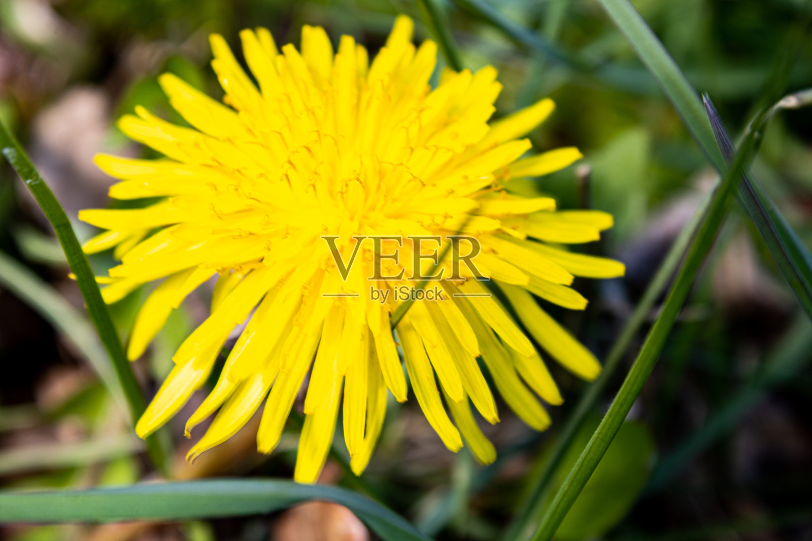 草地上的毛茛照片摄影图片