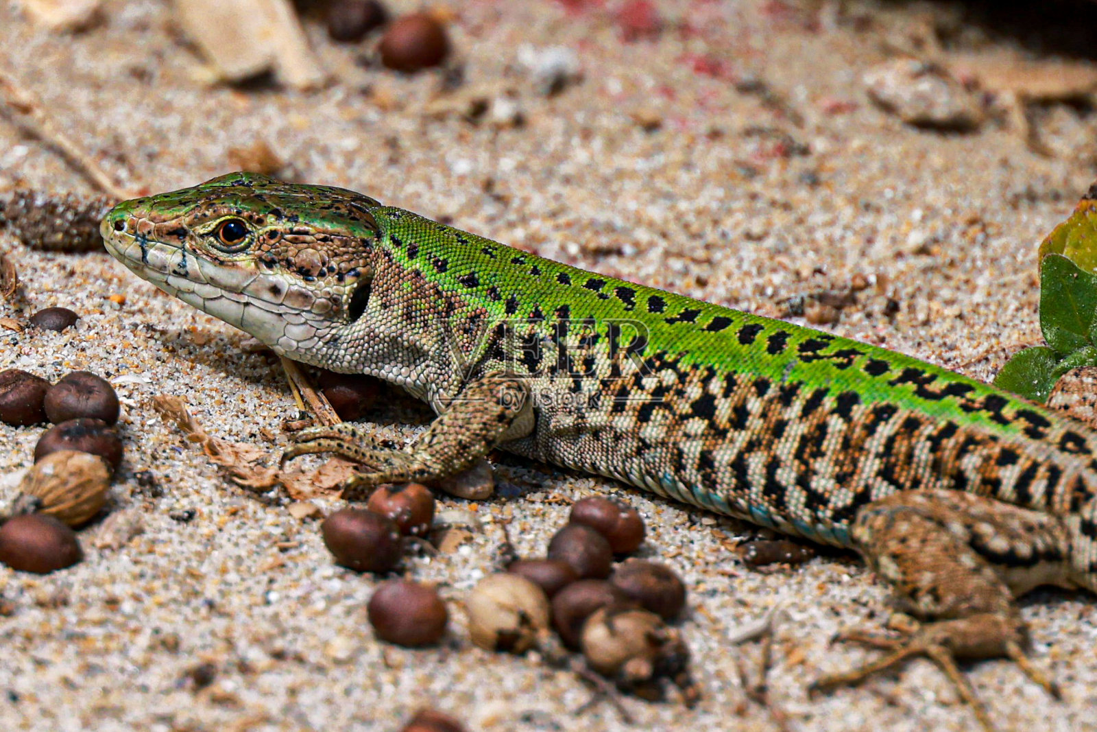 海滩上的废墟蜥蜴照片摄影图片