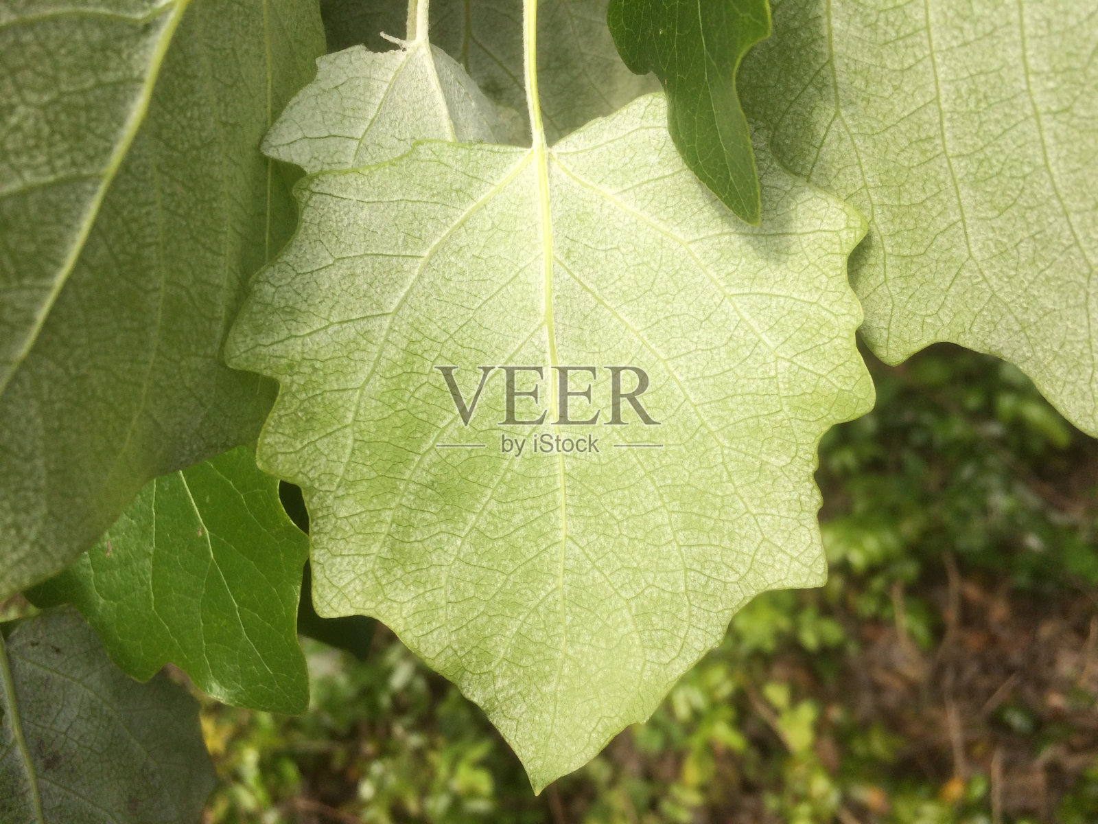 白杨 （杨树颤音） - 叶子照片摄影图片