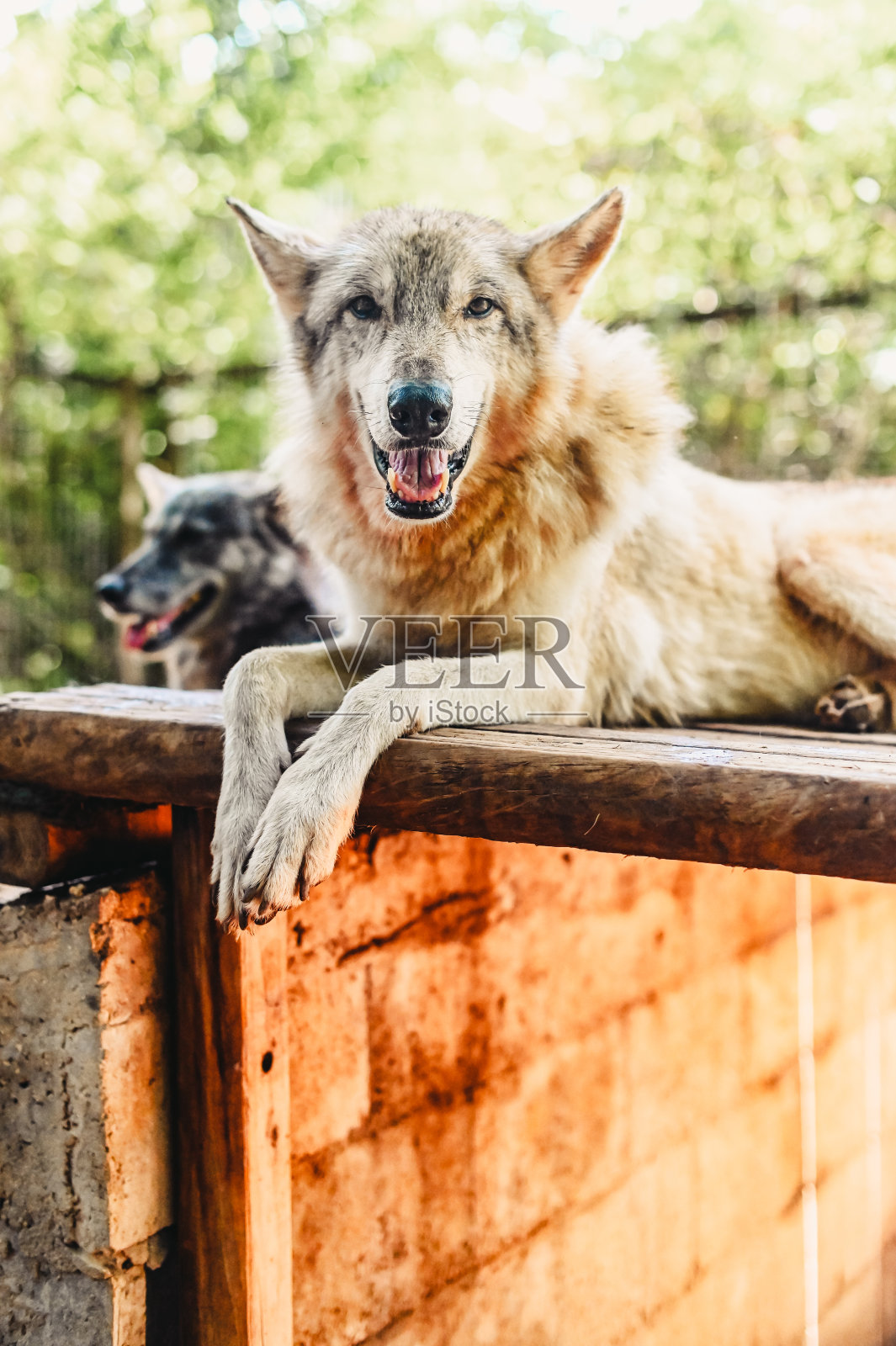 狼和狗的混血儿在户外放松。动物的一部分是野狼，一部分是家犬照片摄影图片