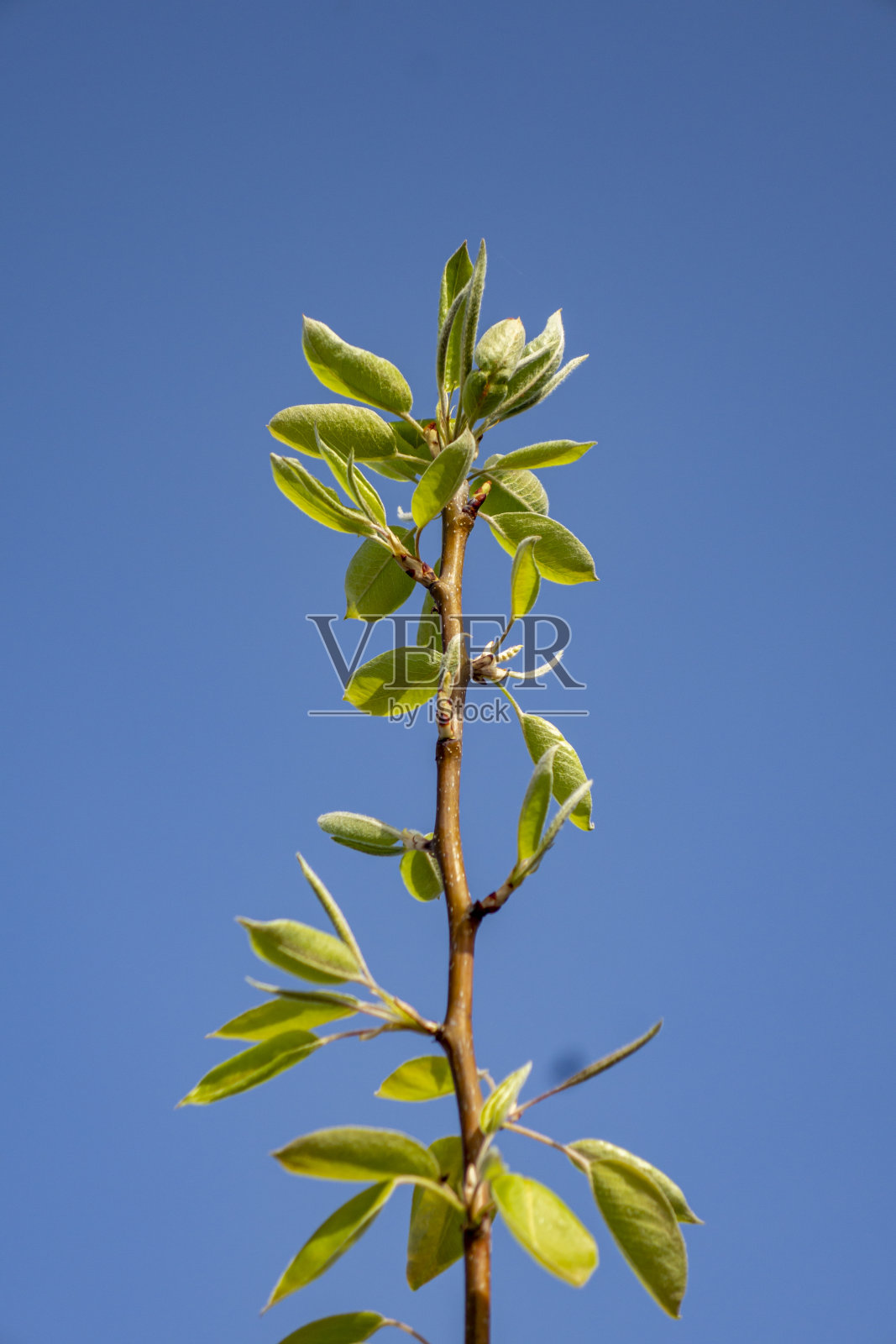 春天盛开的白色梨花照片摄影图片