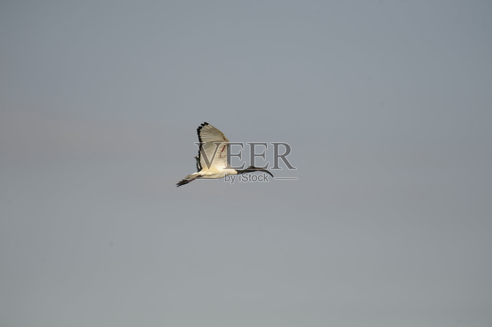 池塘里的动物照片摄影图片