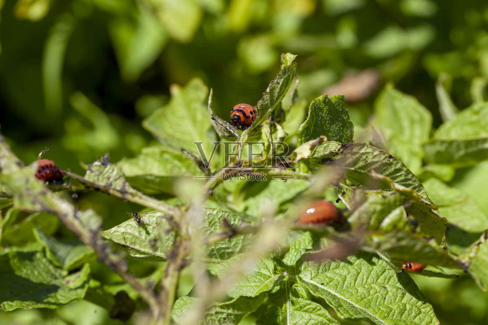 科罗拉多甲虫破坏了农田里的马铃薯作物照片摄影图片