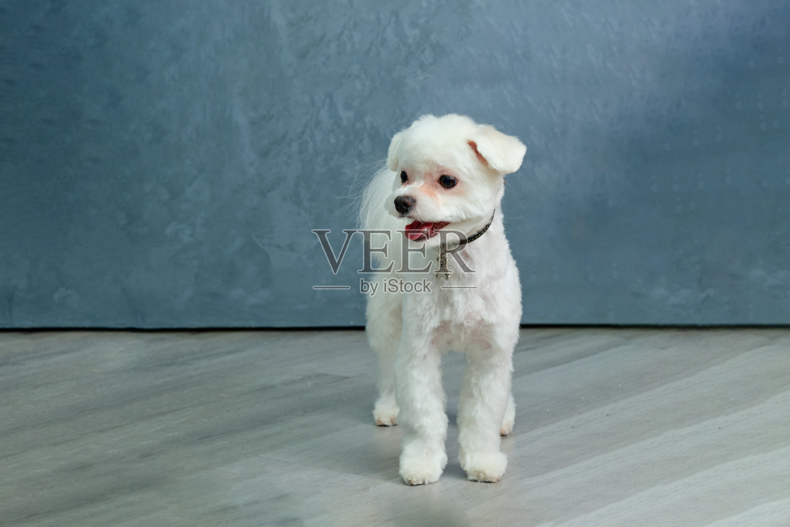 一只马耳他小狗站在石英乙烯基地板上照片摄影图片