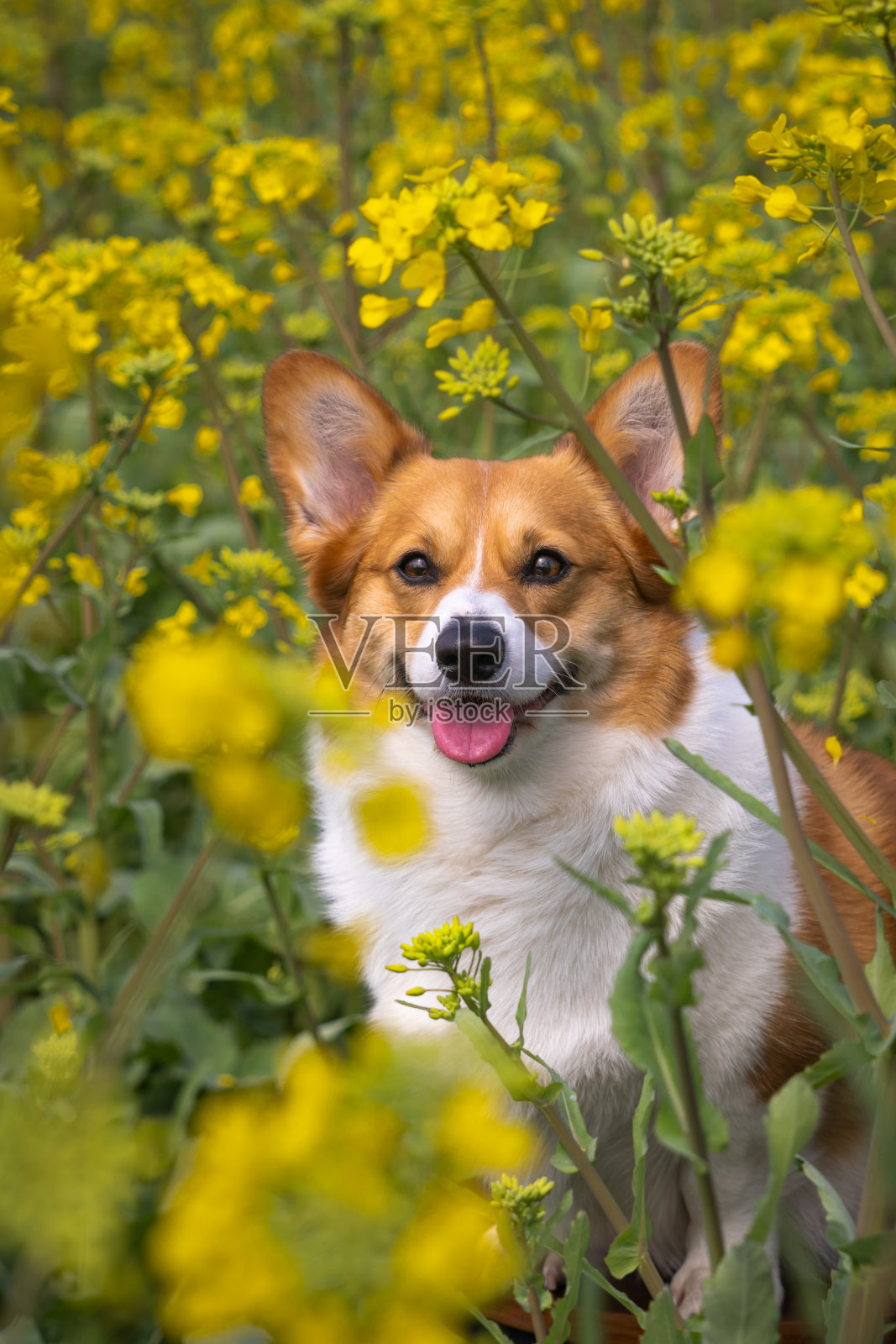 一只柯基犬在油菜花地里微笑照片摄影图片