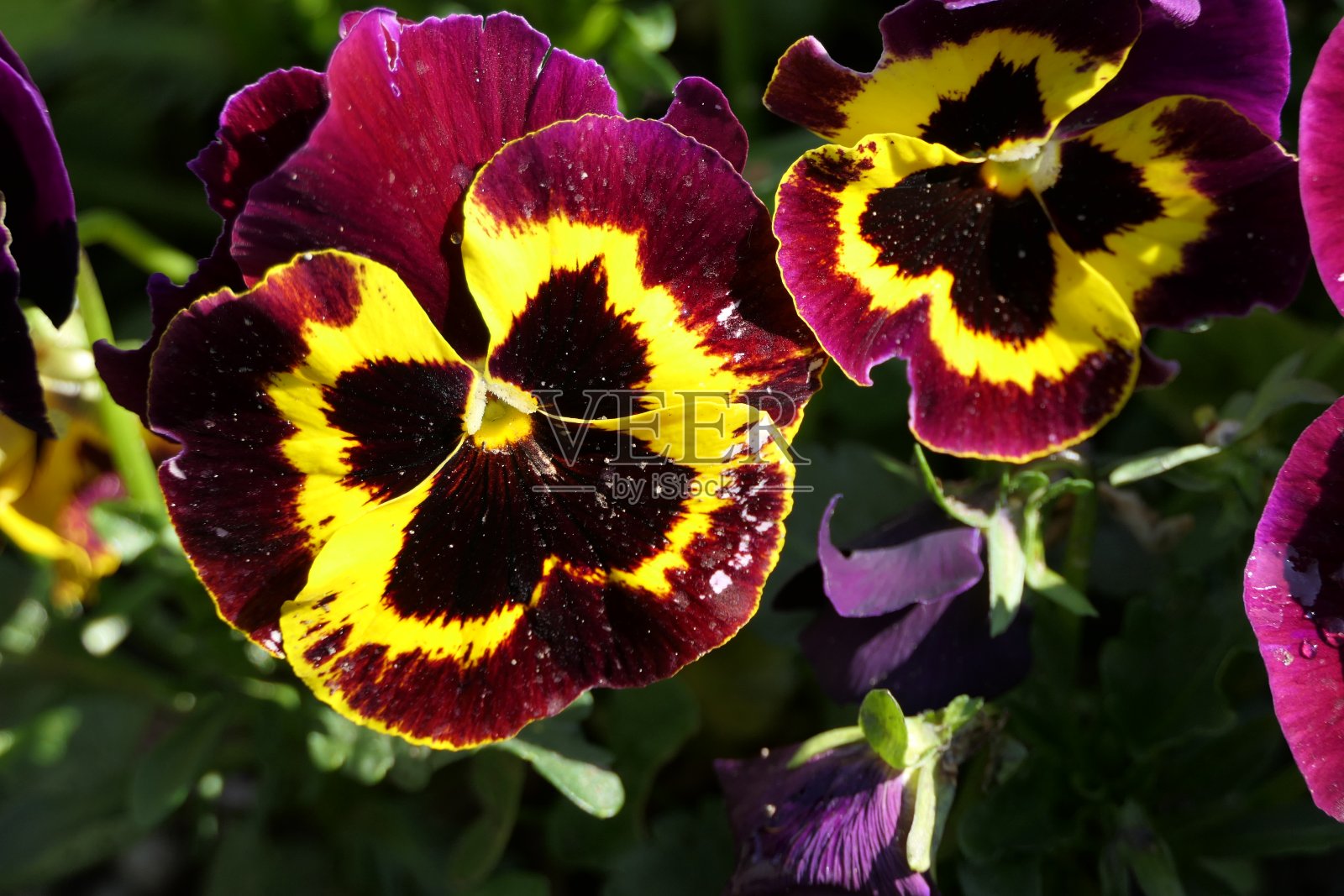 可爱的彩色三色堇与紫色，红色和黄色新鲜的春天的颜色照片摄影图片