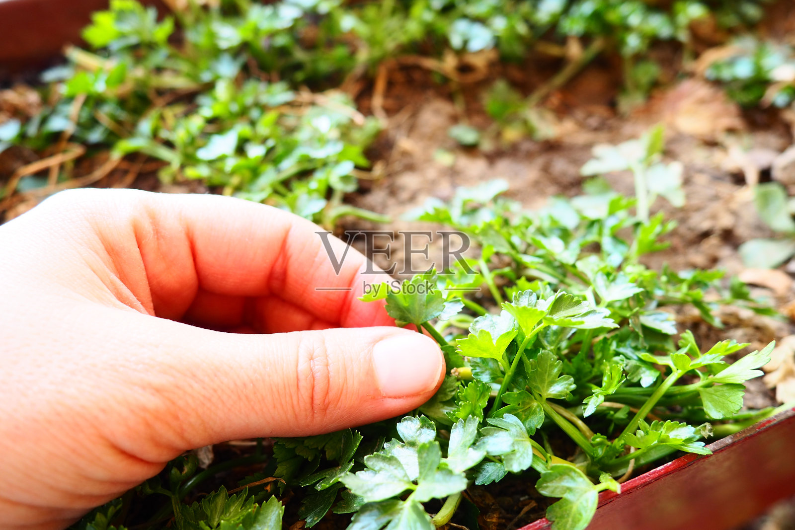 欧芹和芹菜的幼苗由妇女精心种植。春季农业工作在花园、花园、农舍或农场。体力劳动。有机食品。手触摸植物。照片摄影图片