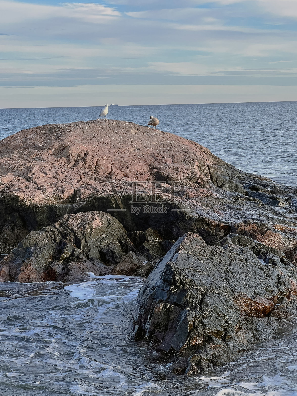 岩石上的鸟照片摄影图片