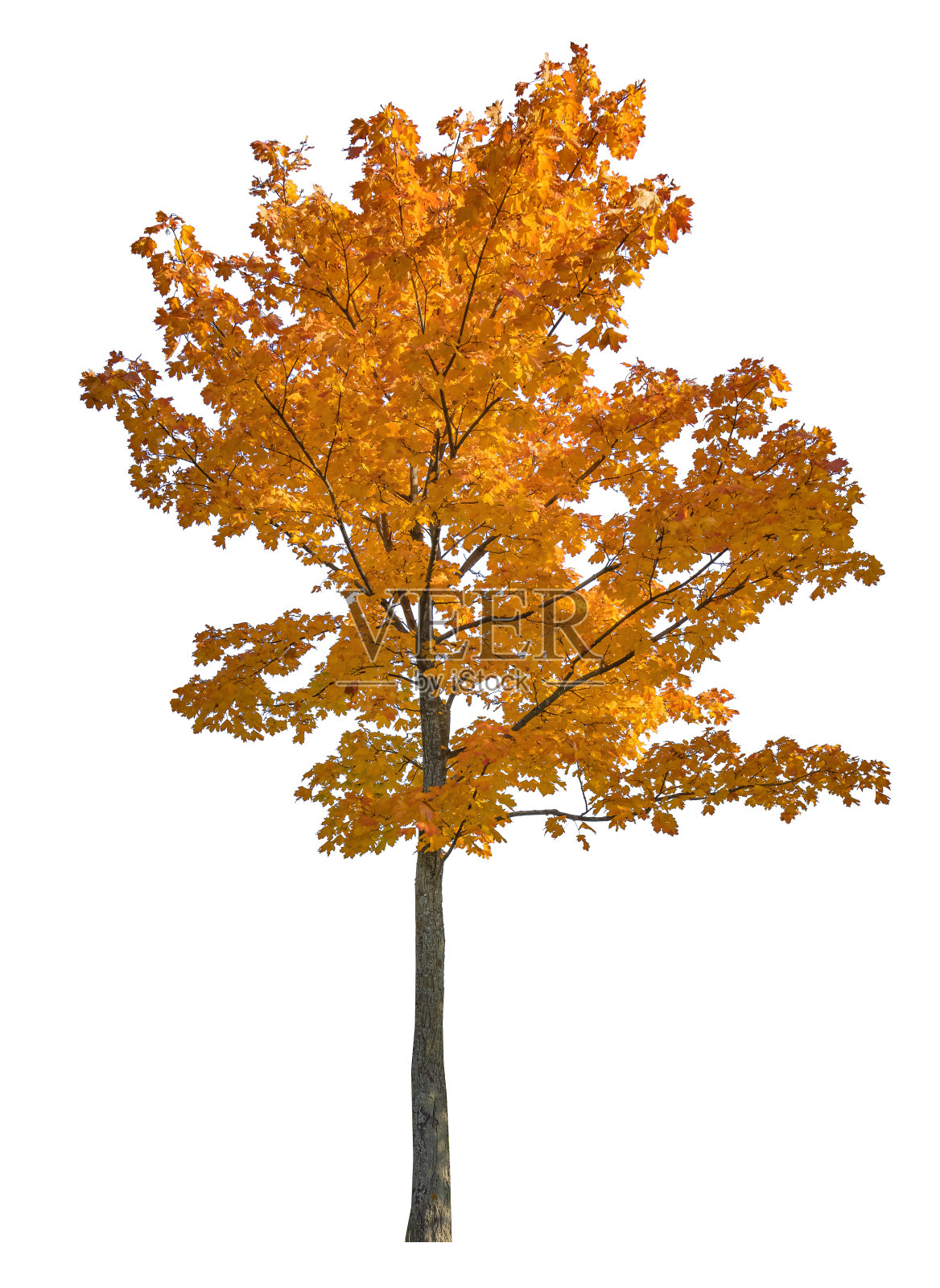 秋天枫树上暗金色的白色照片摄影图片