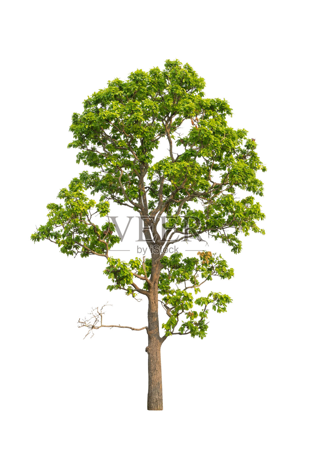 孤立的树在白色背景孤立的热带树用于广告和建筑设计照片摄影图片