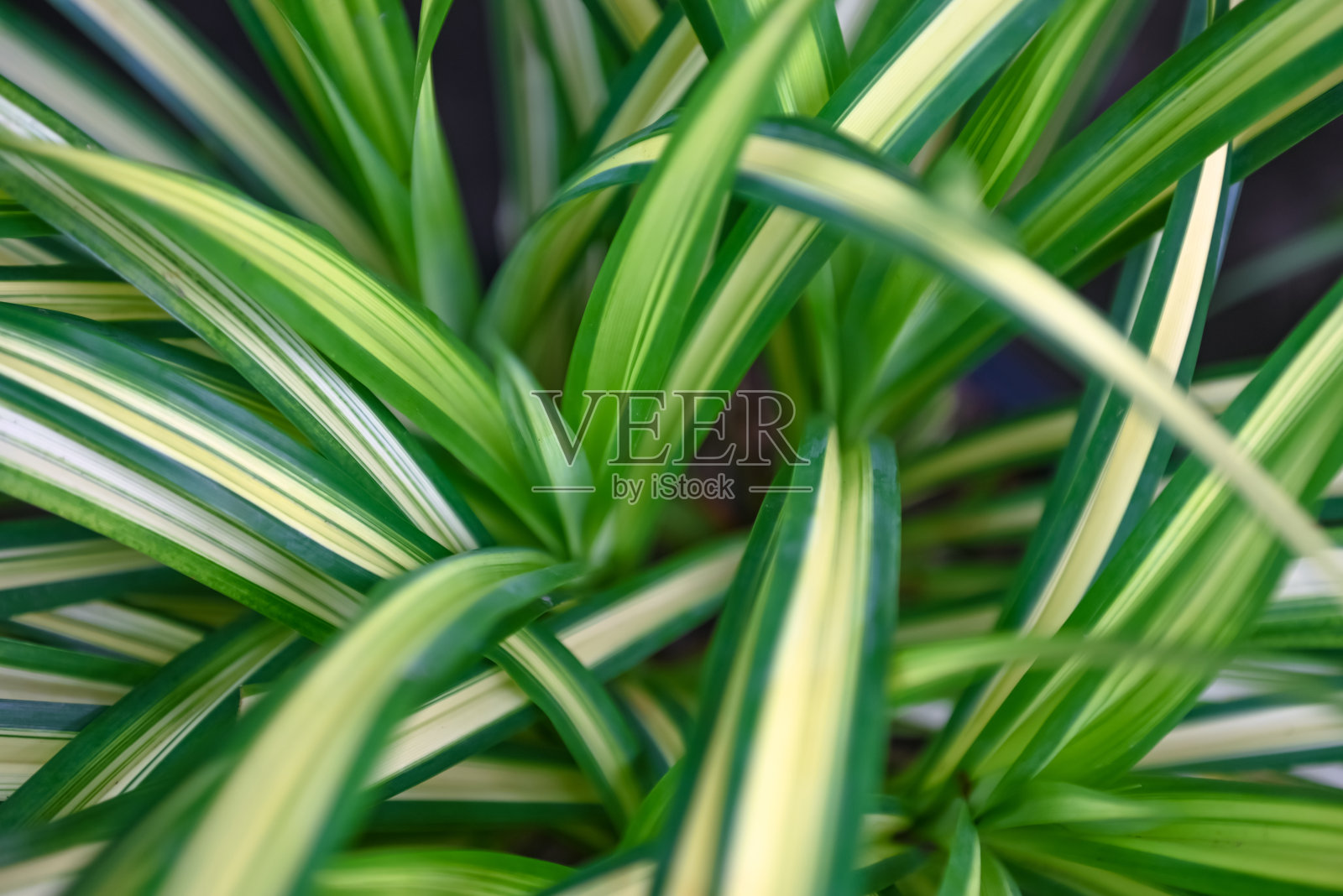 自然绿叶图案背景，近距离观赏美丽的热带森林植物丛林照片摄影图片