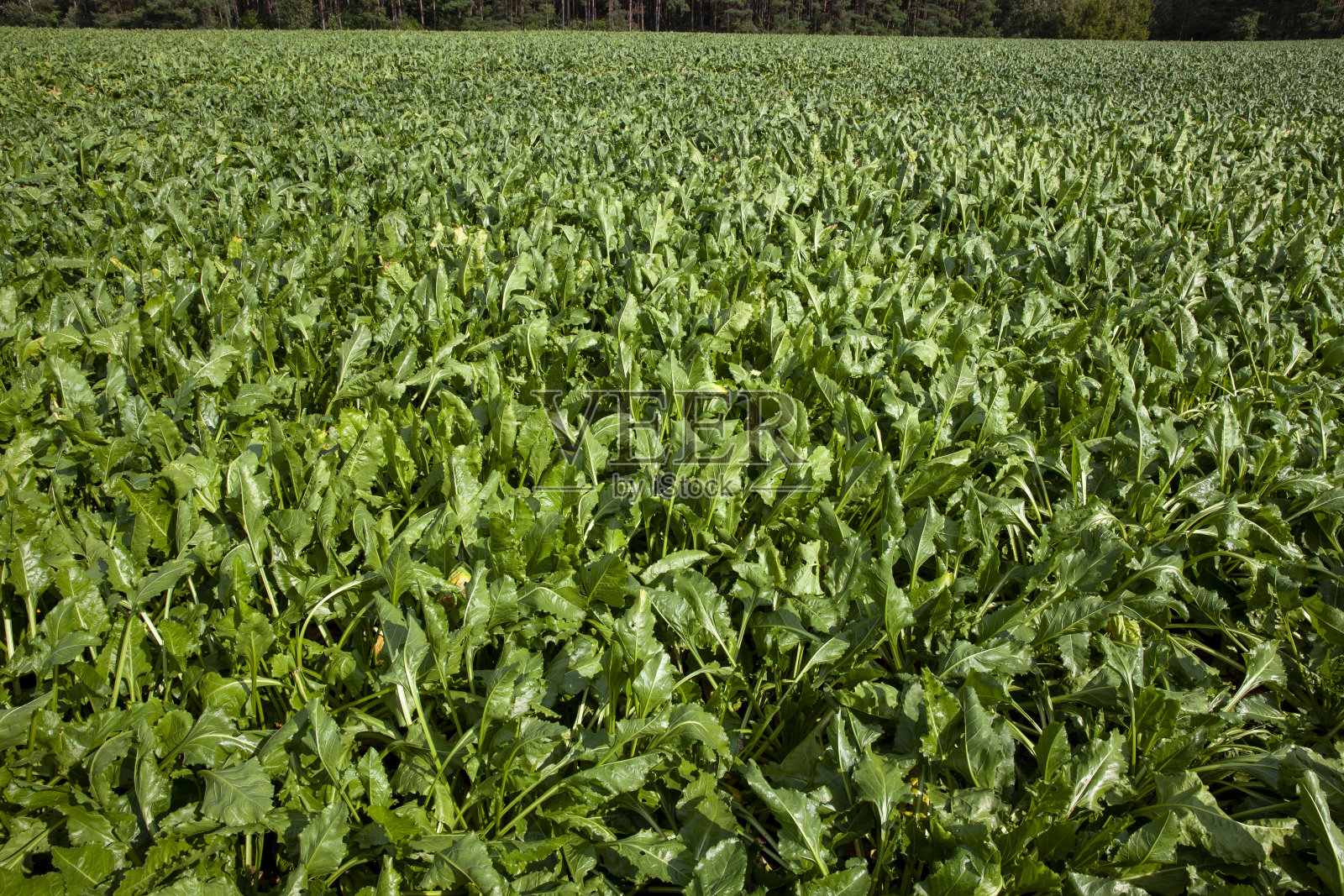 田野里生长的绿色甜菜照片摄影图片