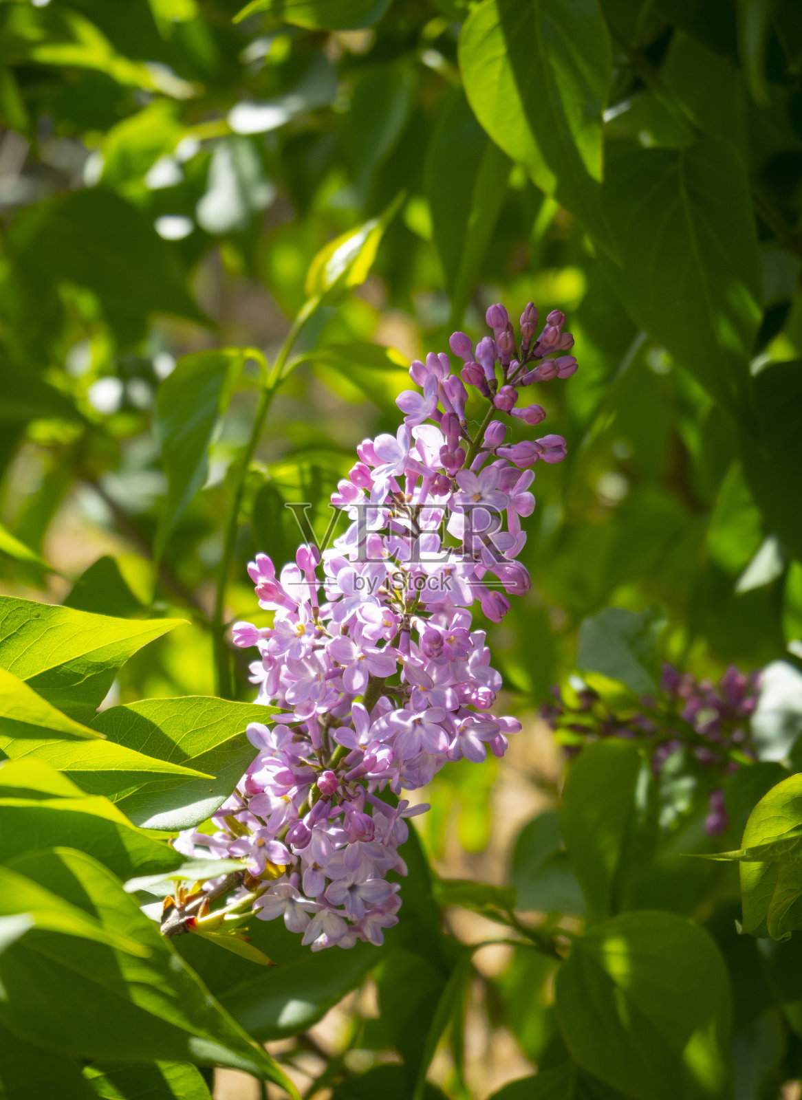 紫丁香(Syringa vulgaris)开花温暖，春天，晴天照片摄影图片