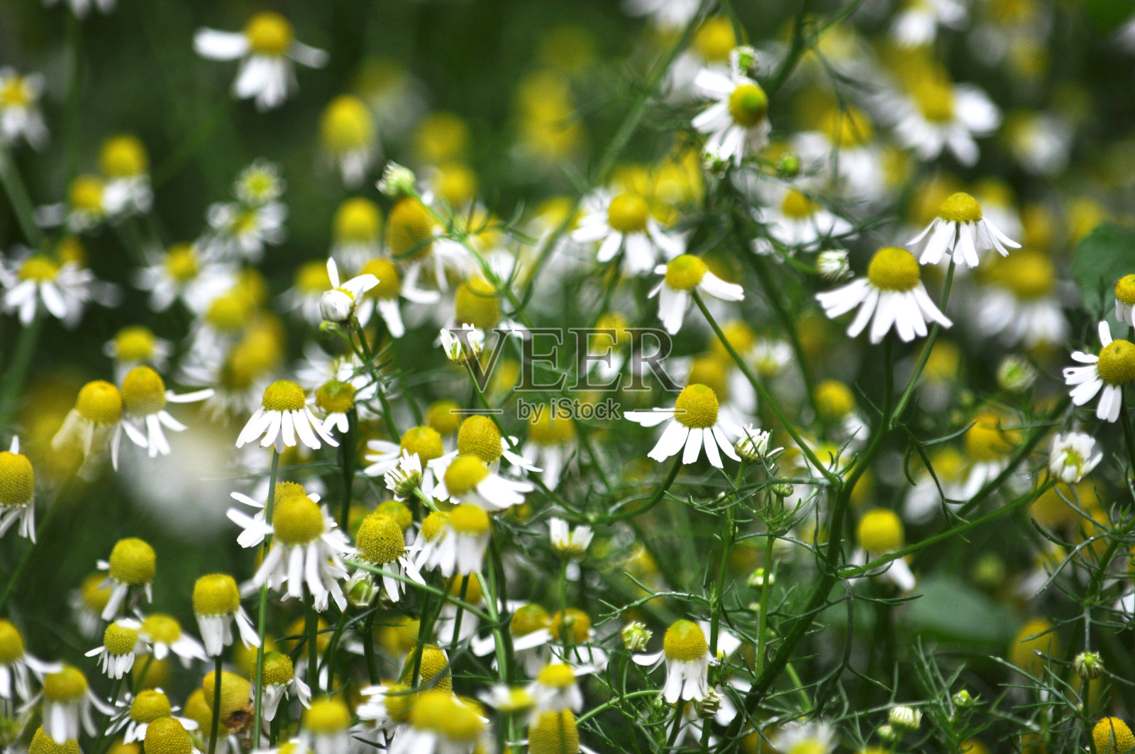开花洋甘菊(洋甘菊、洋甘菊、洋甘菊)照片摄影图片