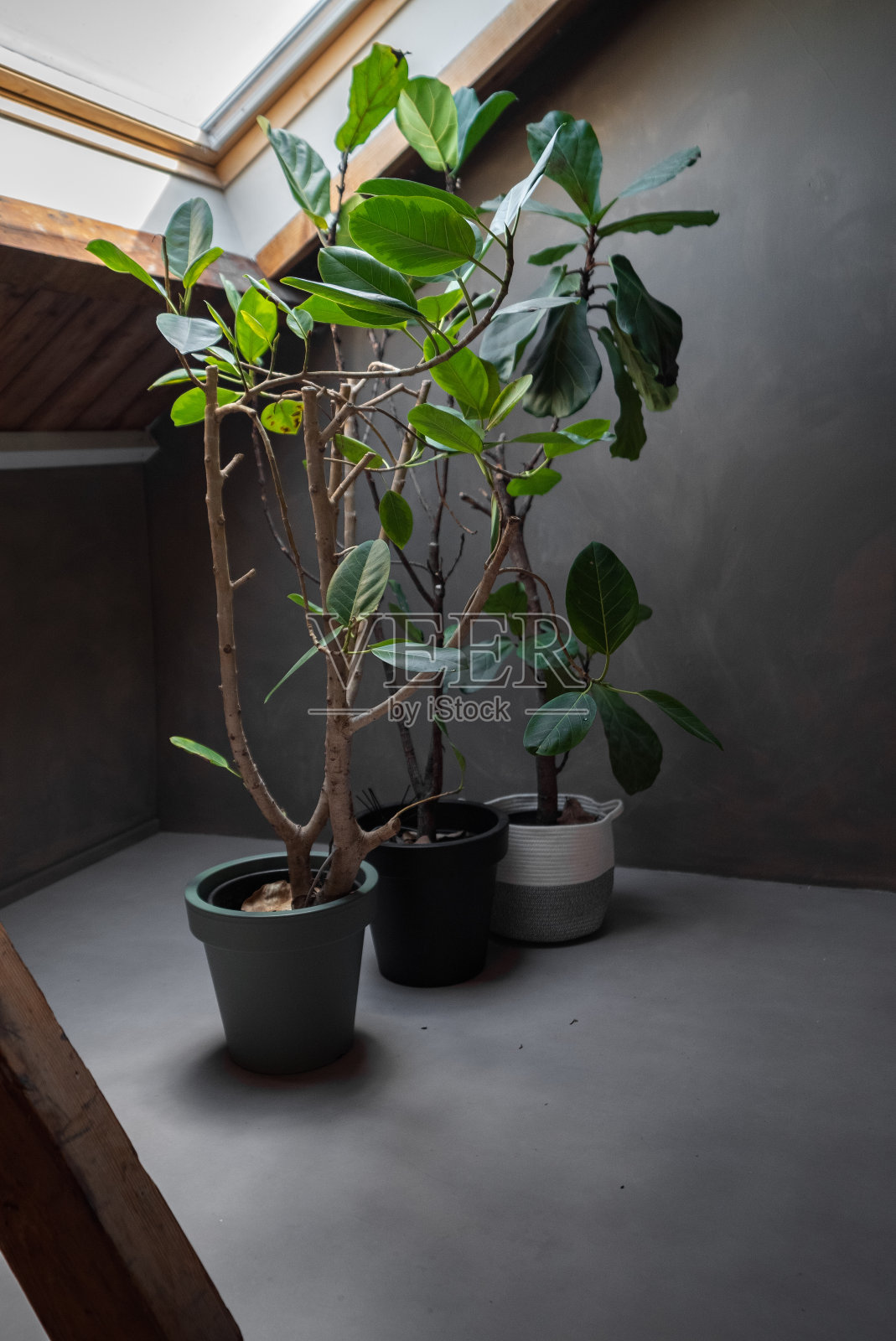 室内植物照片摄影图片