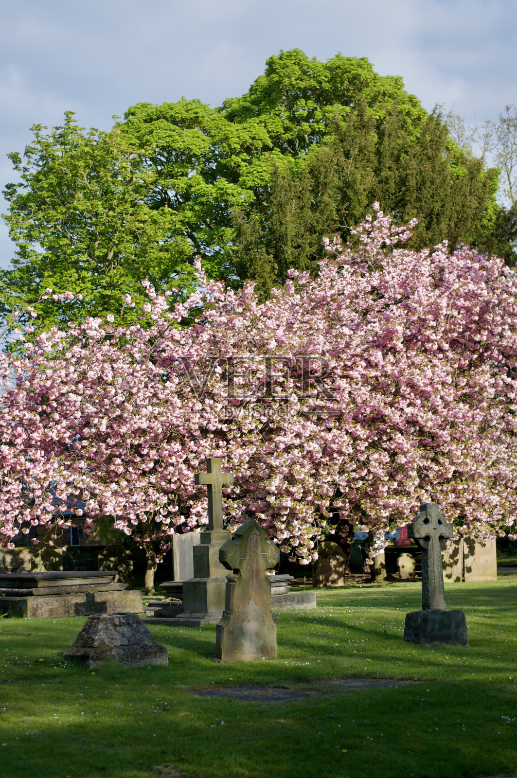 樱花照片摄影图片
