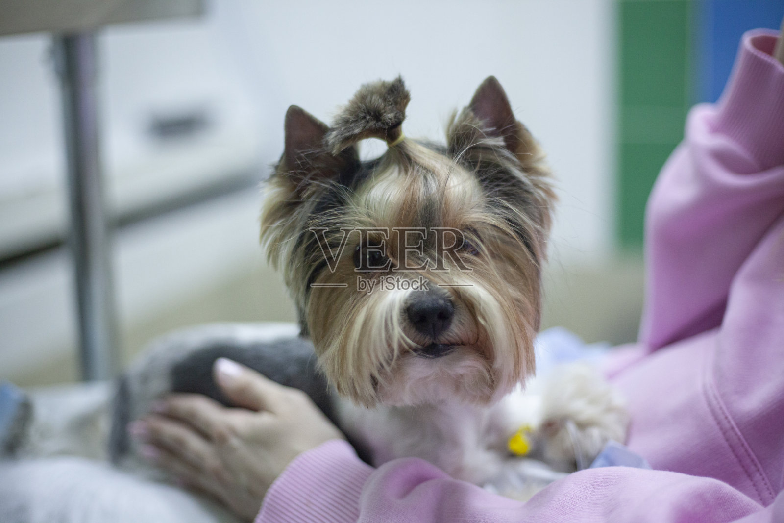 狗在兽医。宠物掌握在女主人手中。女孩把小狗抱在腿上。照片摄影图片