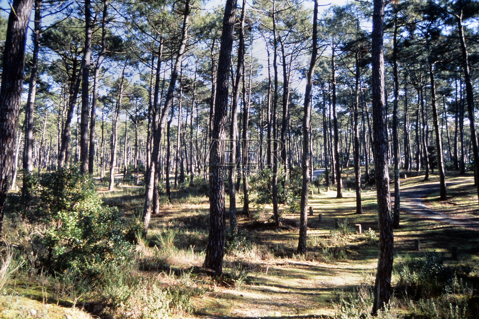 标志着森林道路照片摄影图片