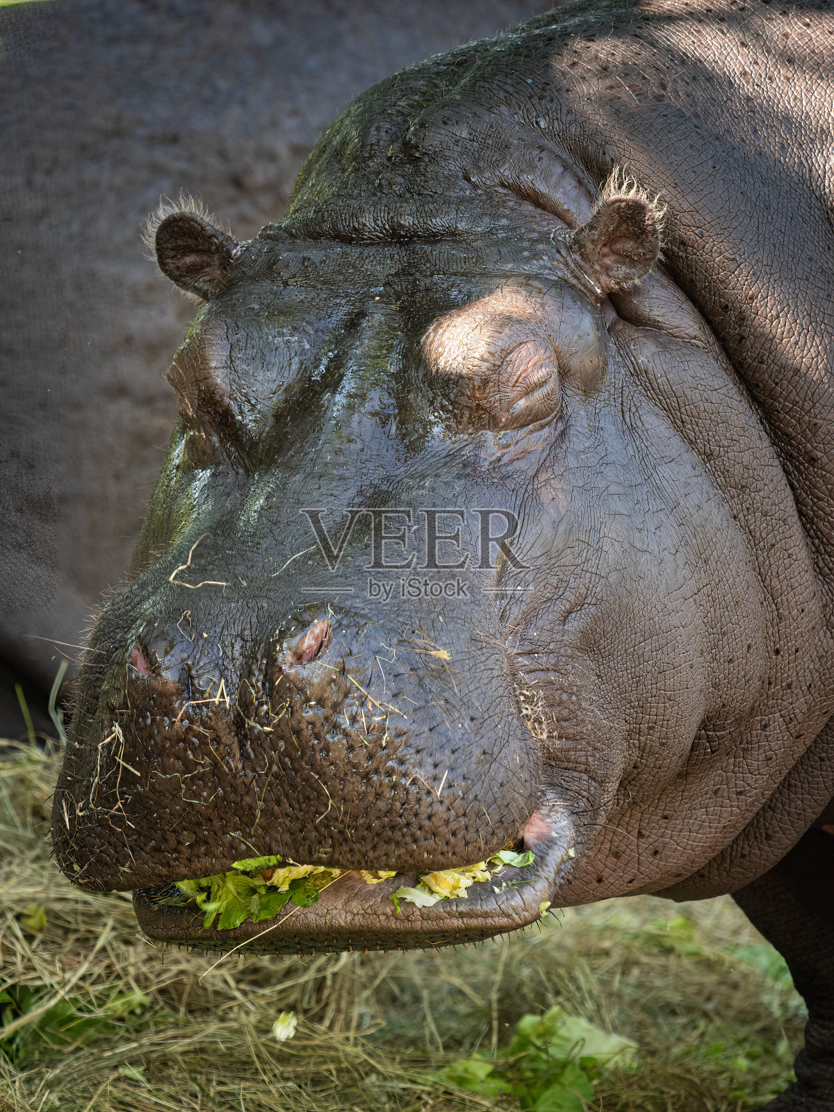 动物园里河马的特写肖像照片摄影图片