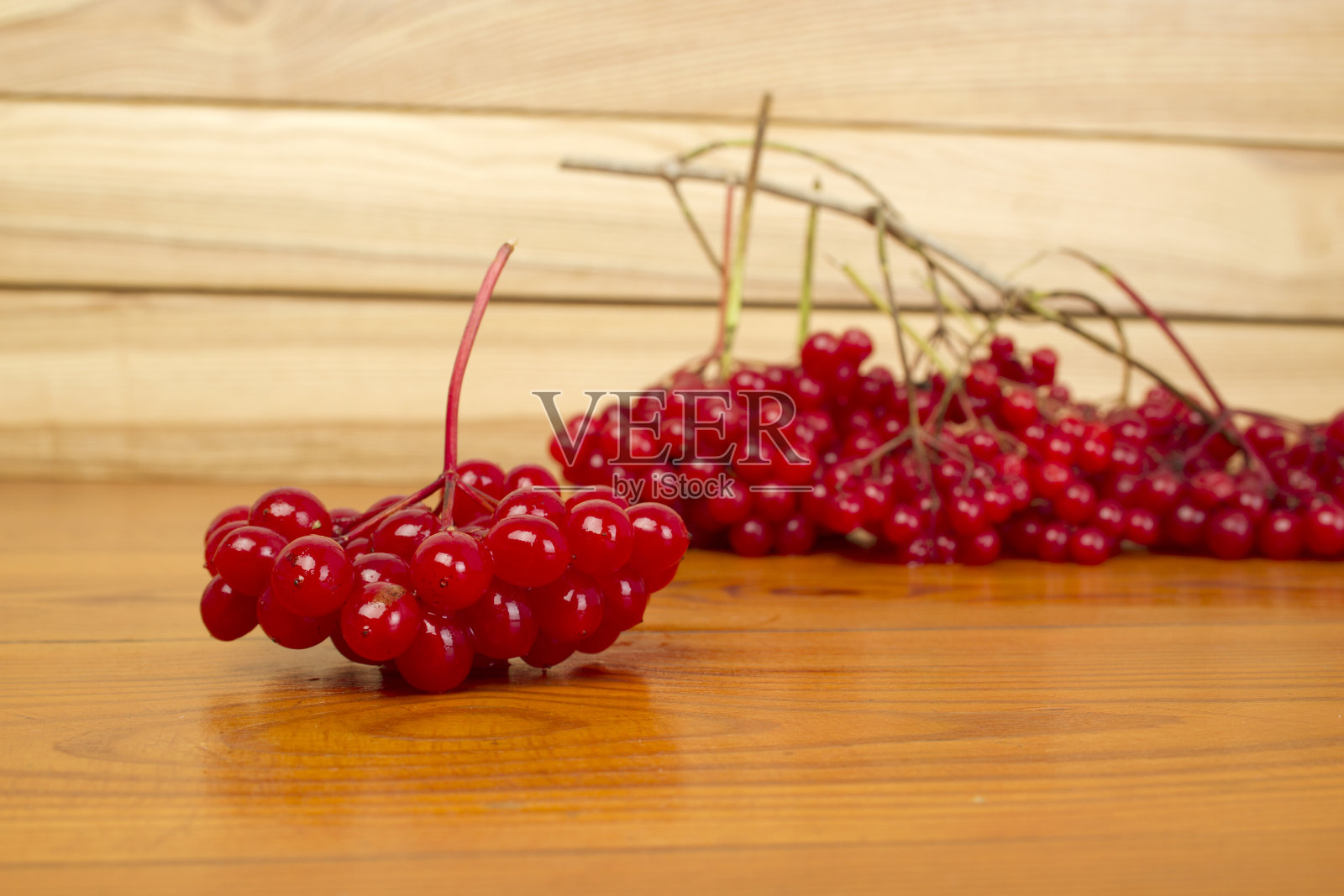 荚莲属的植物照片摄影图片