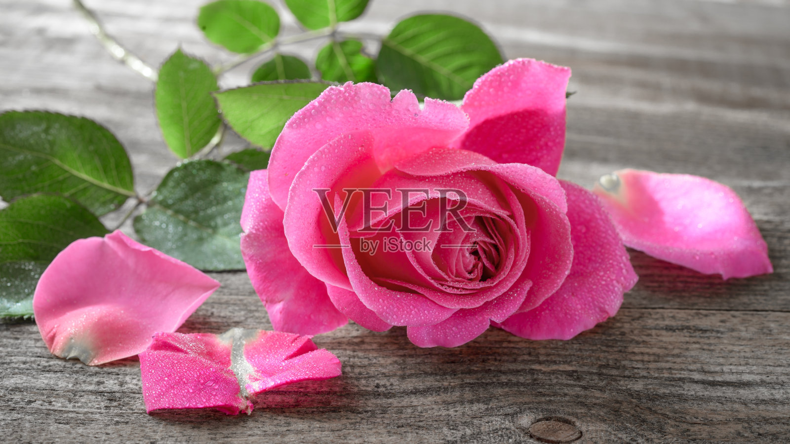 粉色玫瑰照片摄影图片