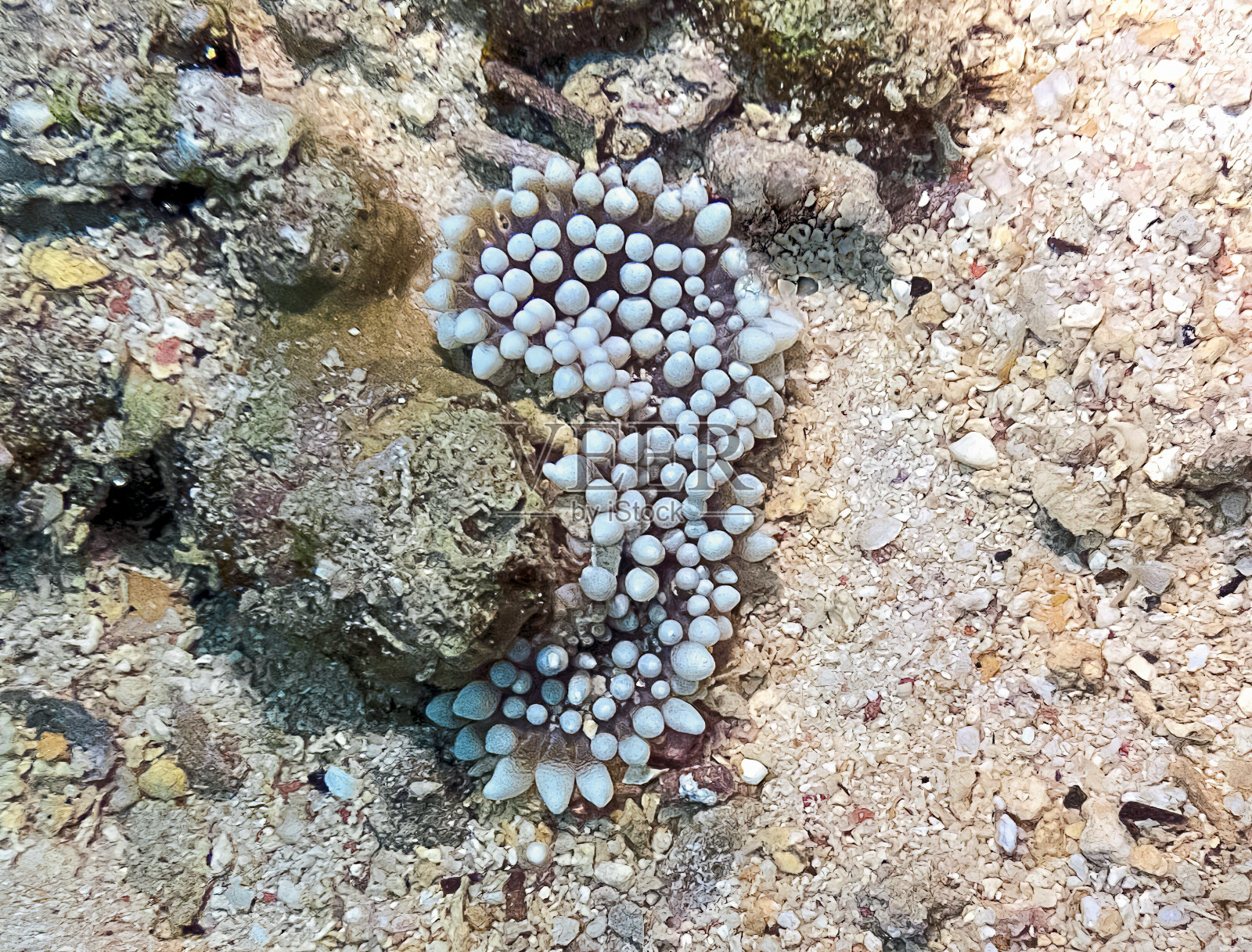 红海中的海葵照片摄影图片