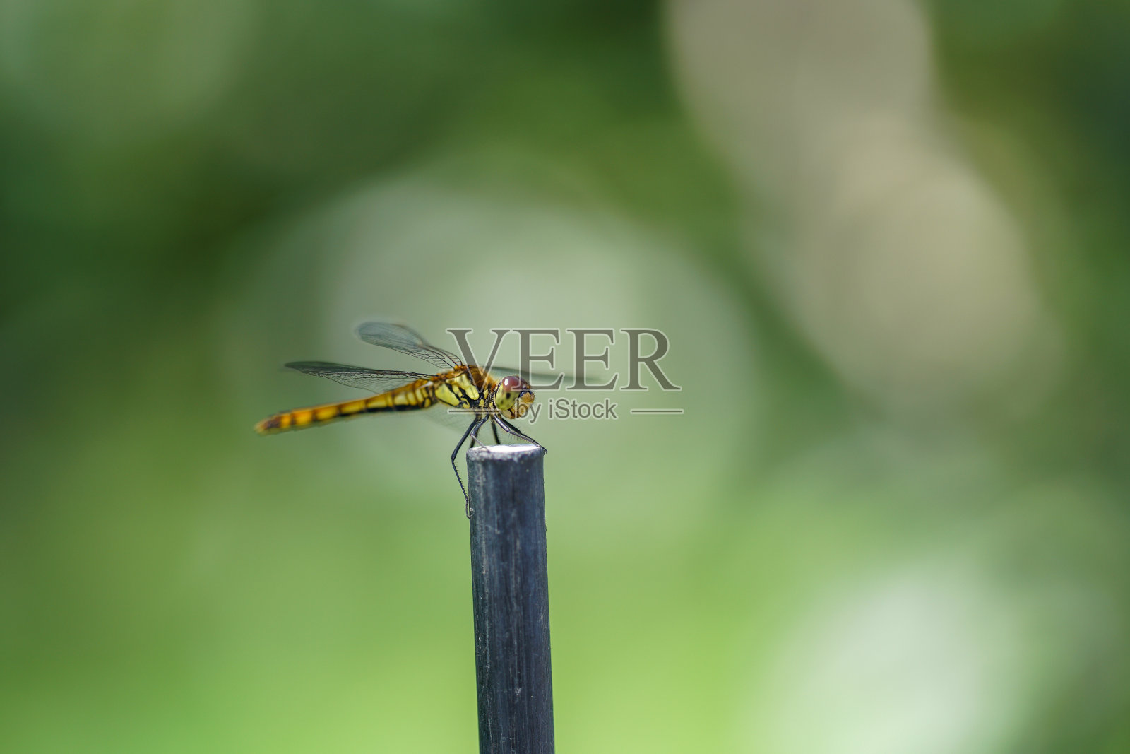 一只蜻蜓被树枝钩住了照片摄影图片