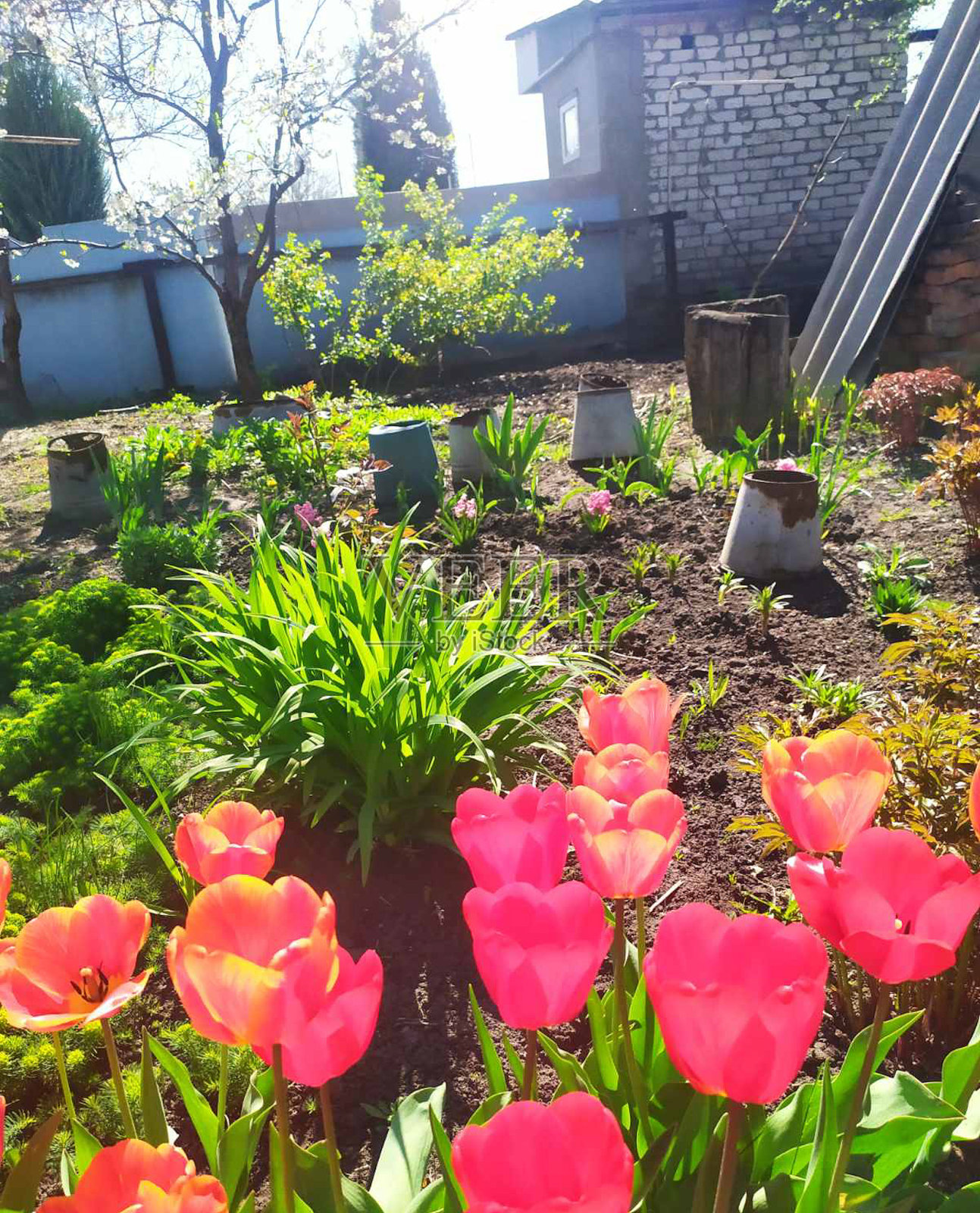 春天的花。郁金香和水仙花。照片摄影图片