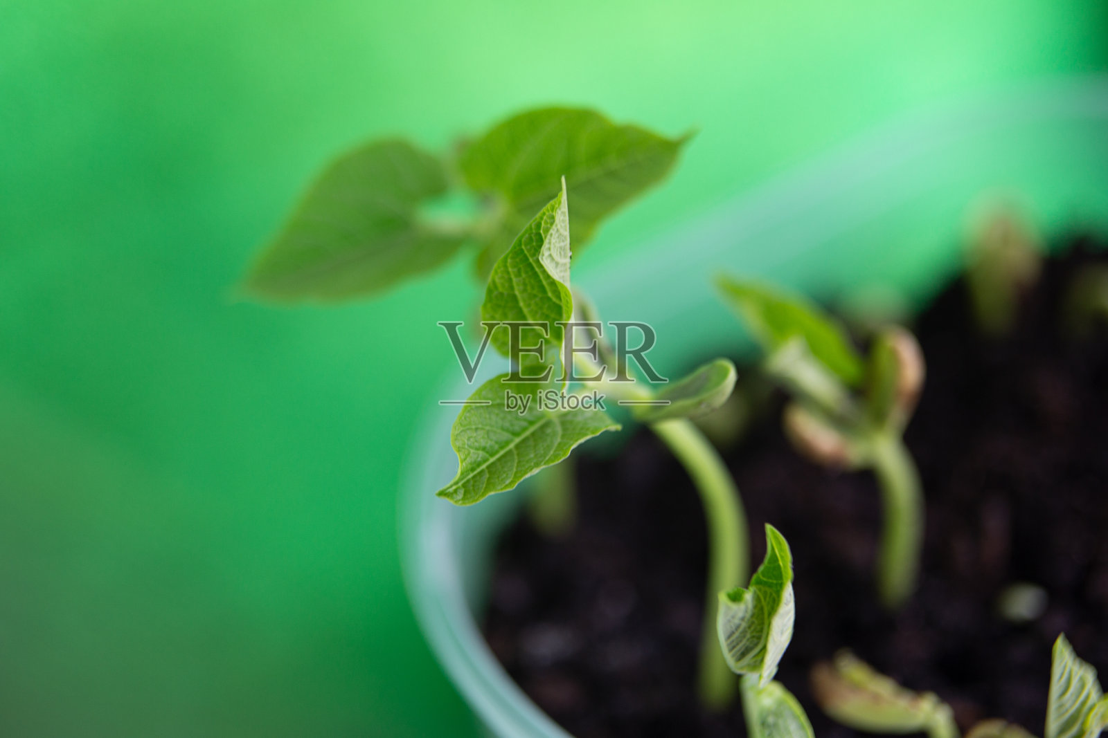 微距拍摄豆芽，第2天，叶子出现。照片摄影图片