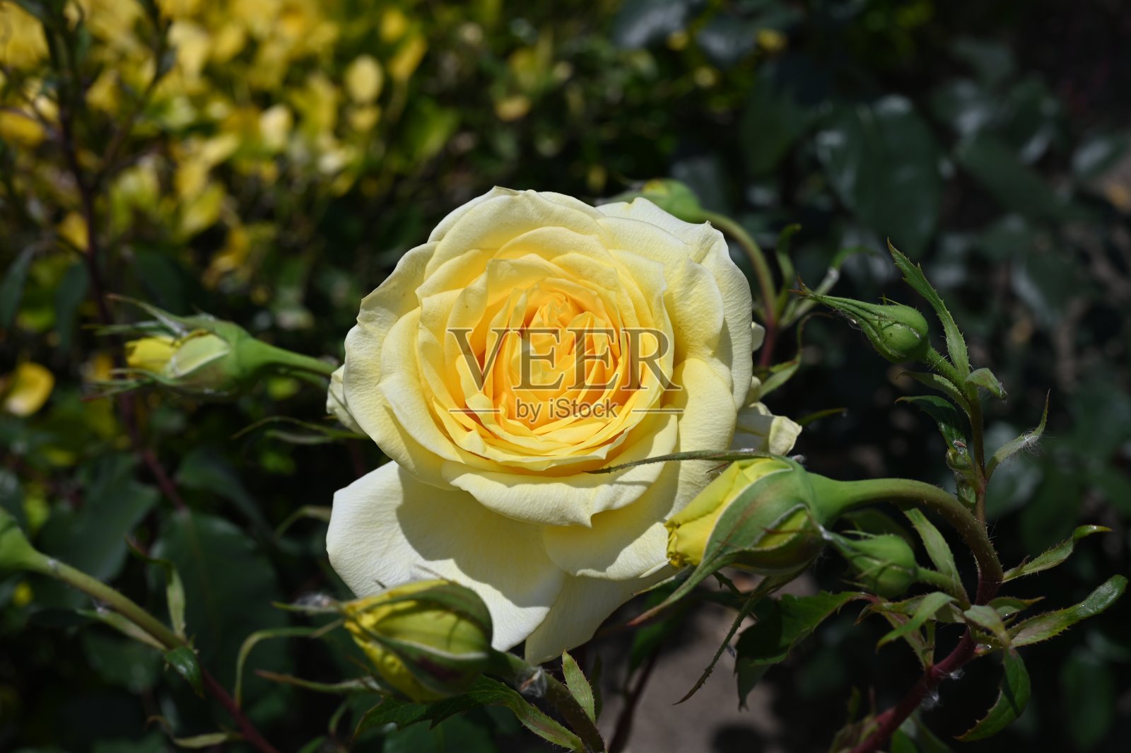 夏天的花照片摄影图片