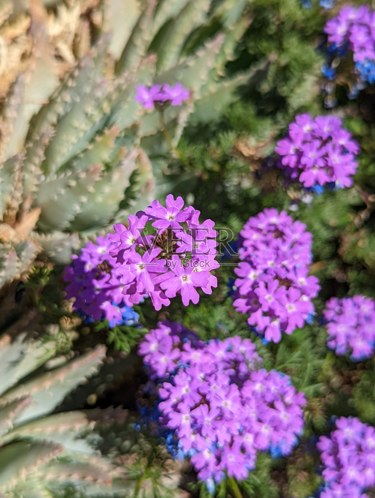 花园马鞭草照片摄影图片