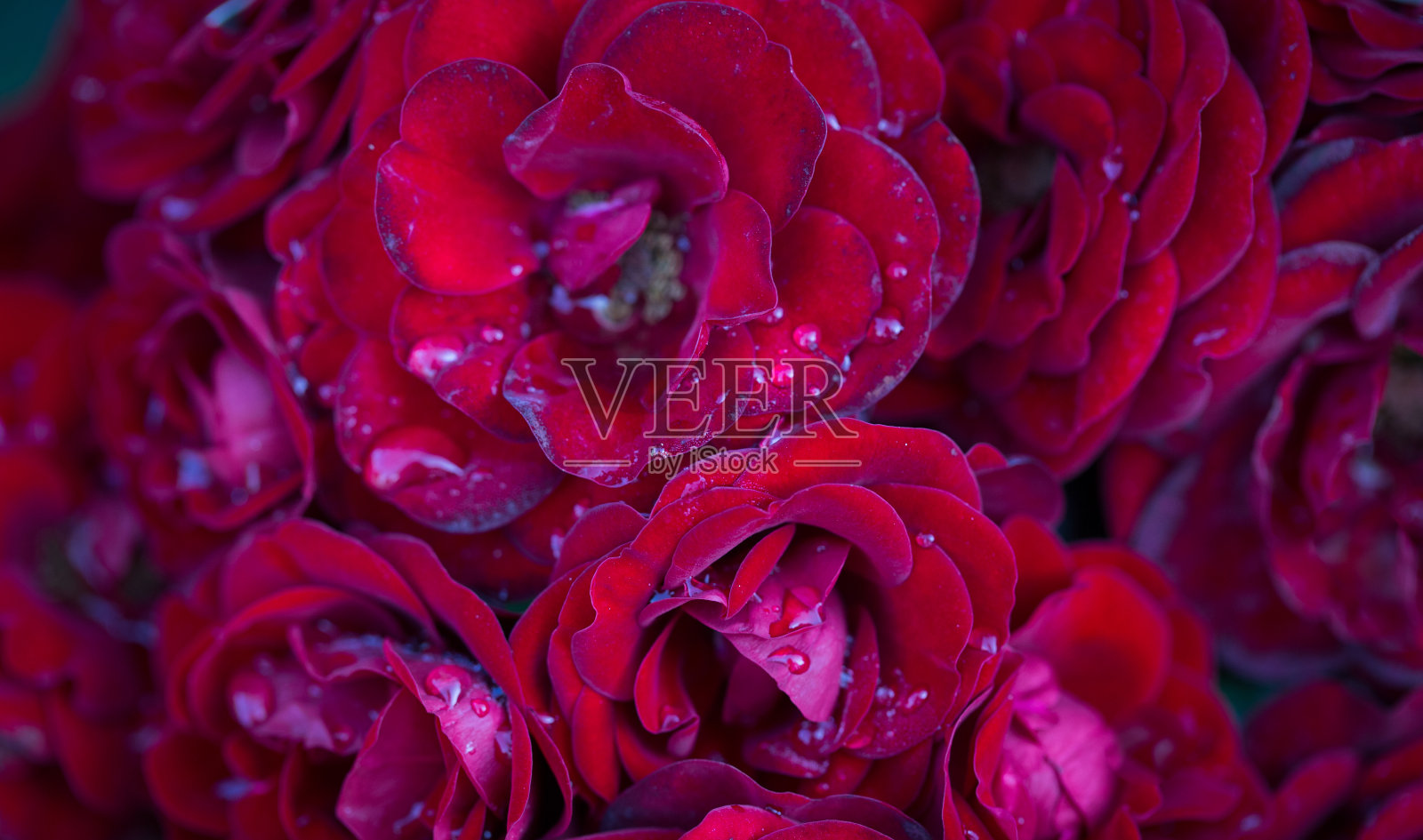 玫瑰花宏。红玫瑰花特写。高质量的自然背景。漂亮的背景照片摄影图片