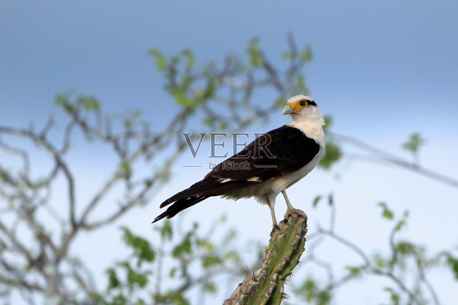 黄头卡拉卡拉(Milvago chimachima)栖息在caatinga的一棵仙人掌上照片摄影图片